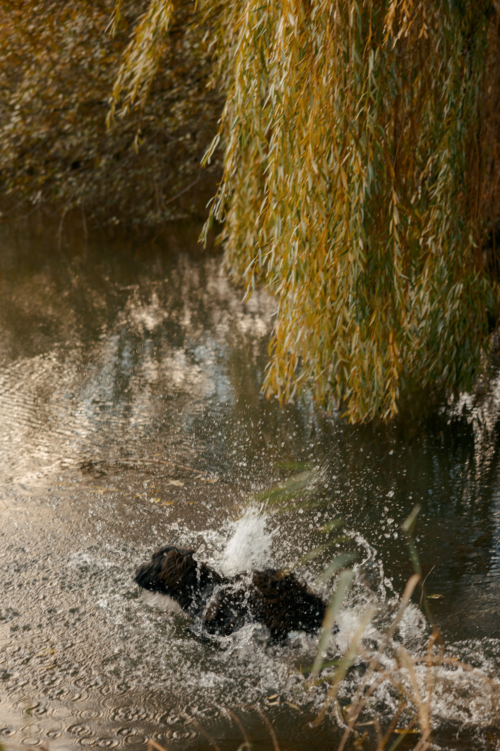 Pet Photoshoot in Spijkenisse | Rotterdam. Romantic & Soulful Photography by Natalia Olhova in Rotterdam