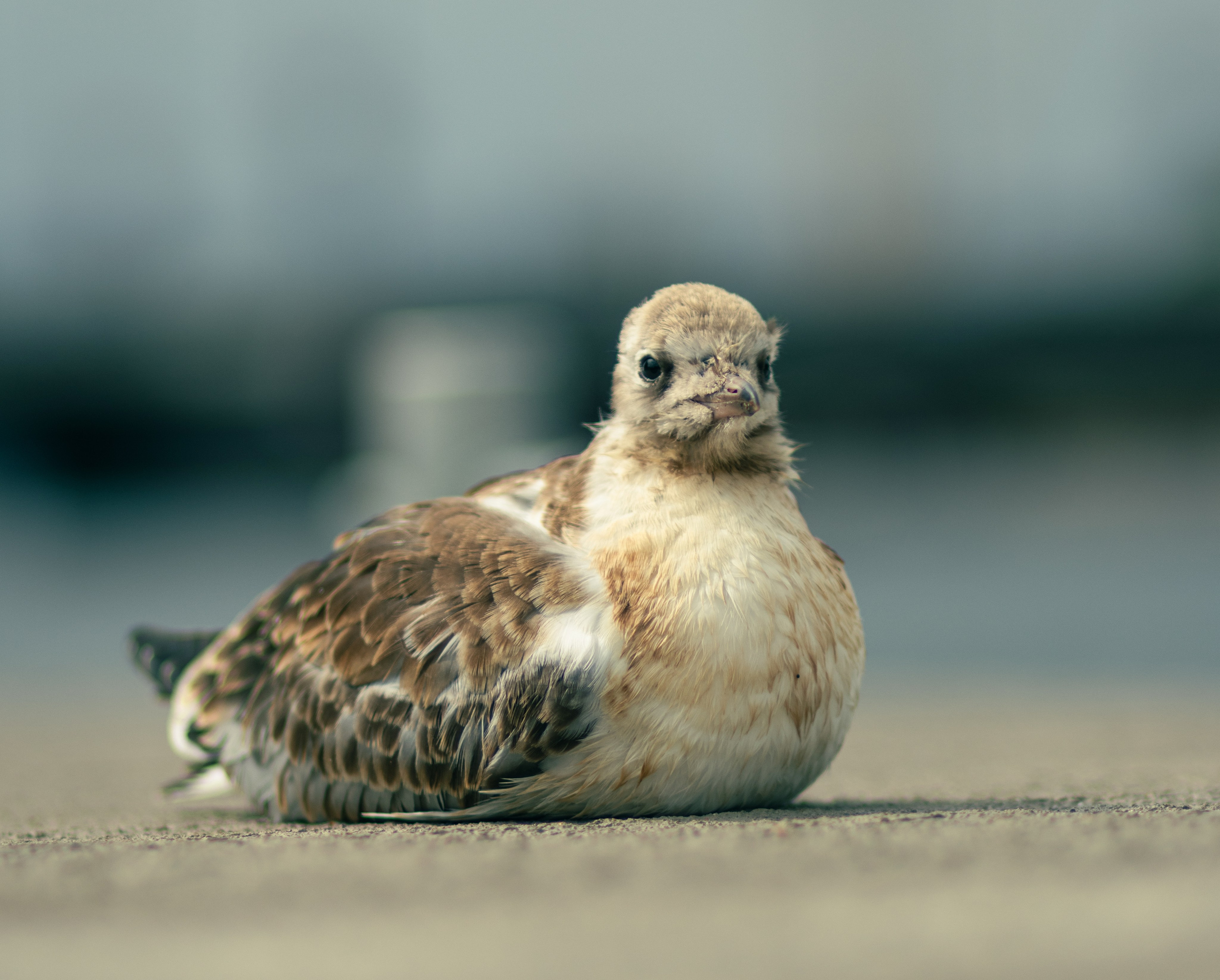 Nature. Portrait and Street photographer in Vilnius Edgar Shaipunas