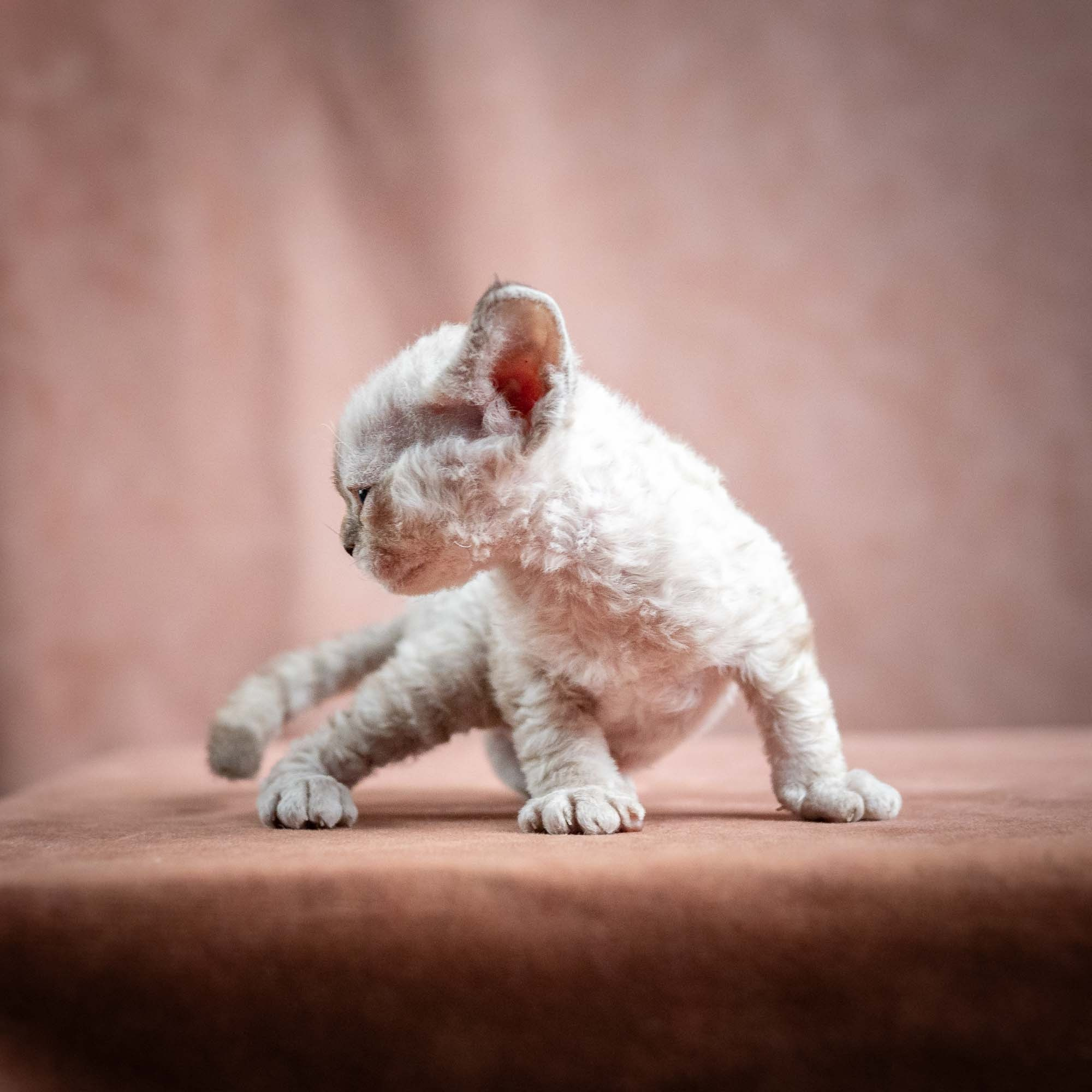 Nessa, girl, born 01.17.26. Devon Rex Pixie Cattery