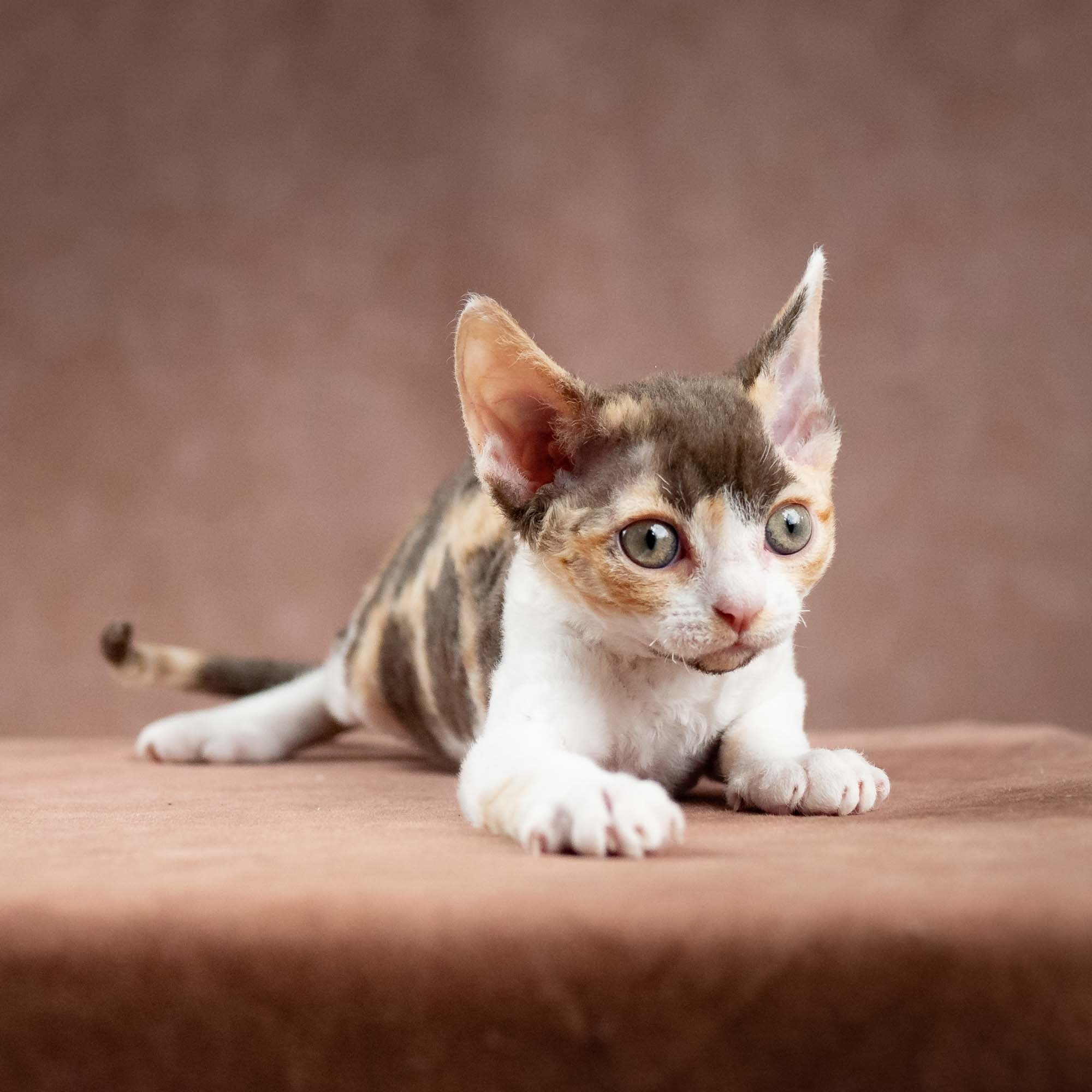 Dixie, girl, born on 06.06.24 SOLD. Devon Rex Pixie Cattery