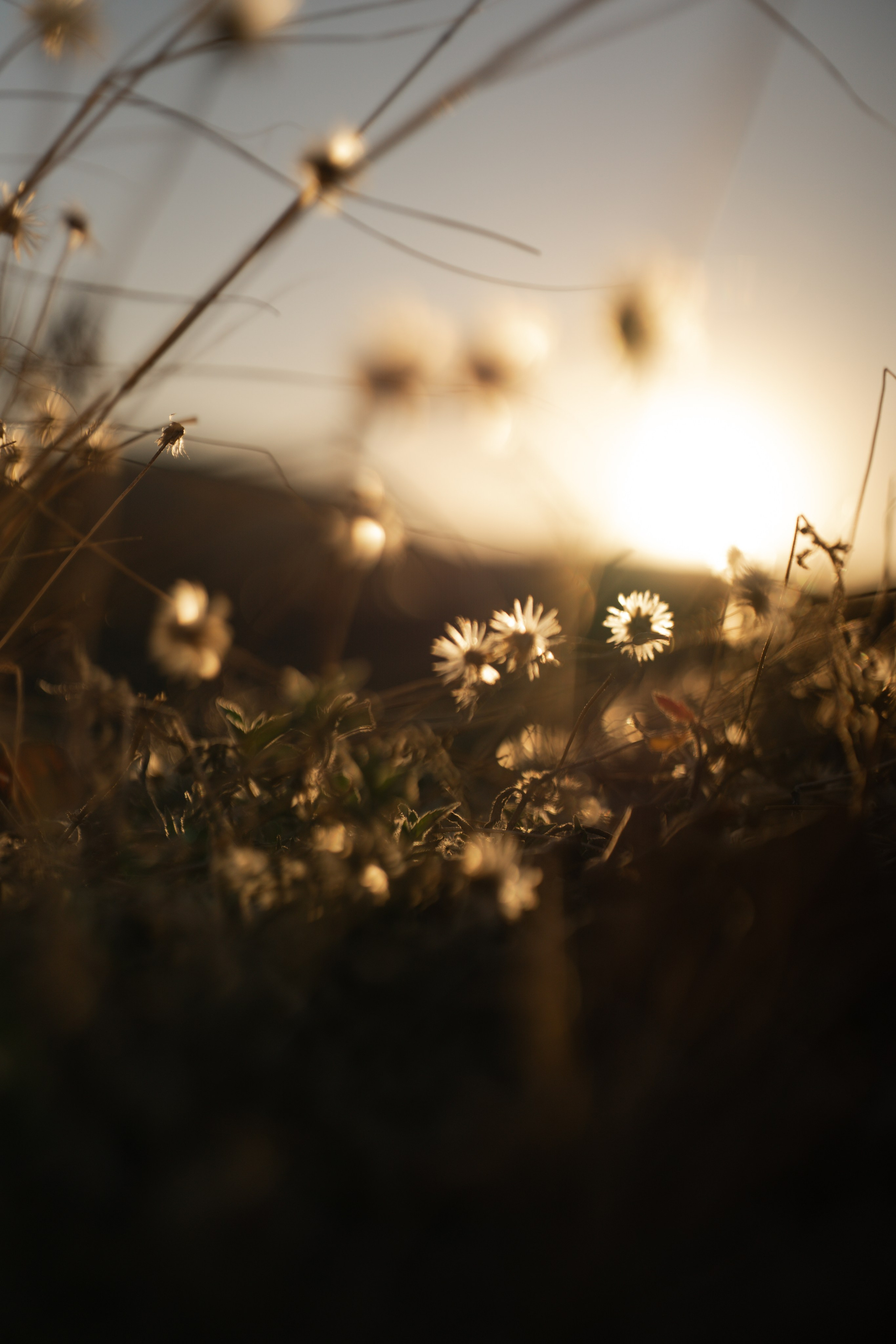 Aleatórias. Ryan Farias — Fotógrafo