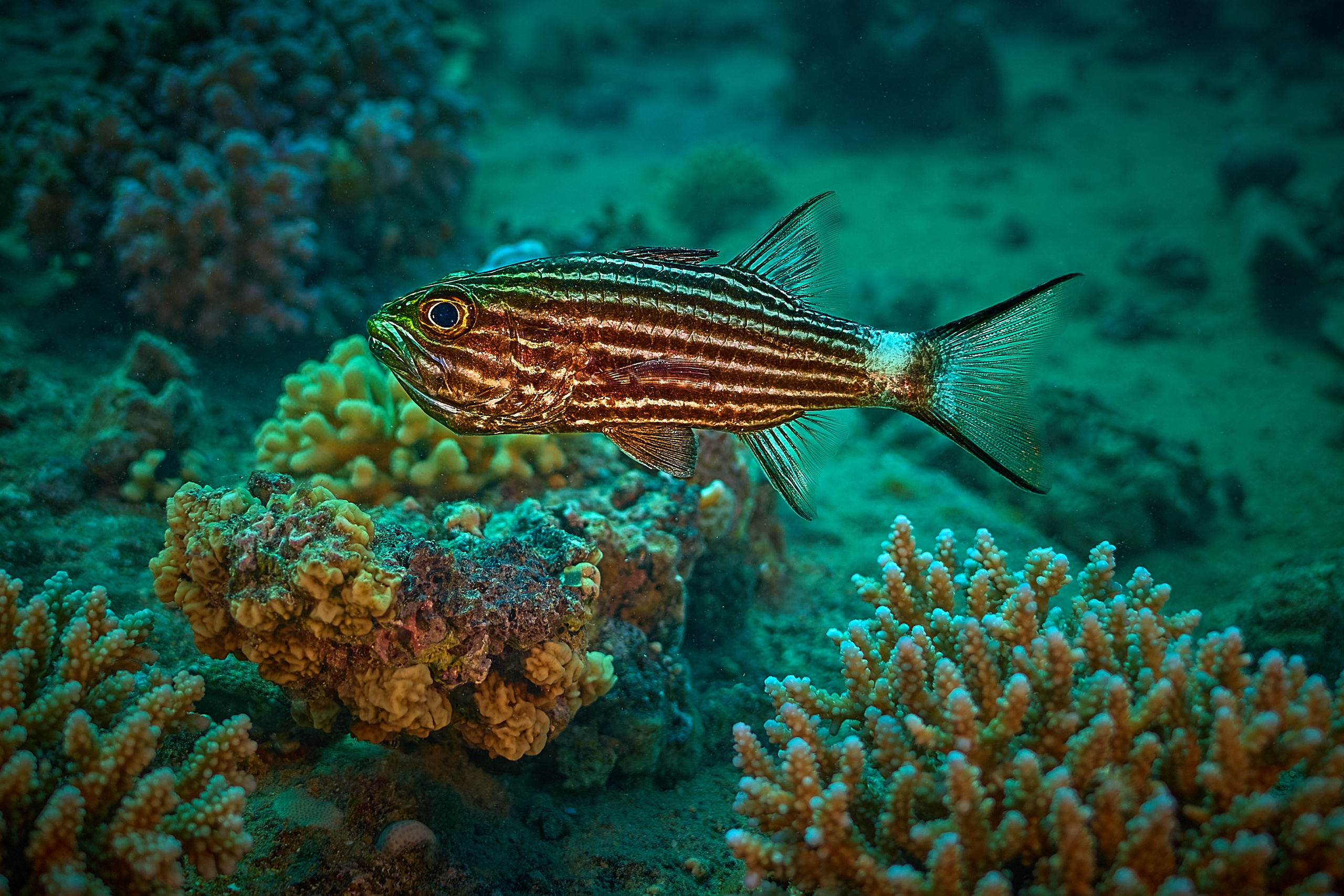 Mieszkańcy mórz. Andriej Szypilow — Photography & Videography