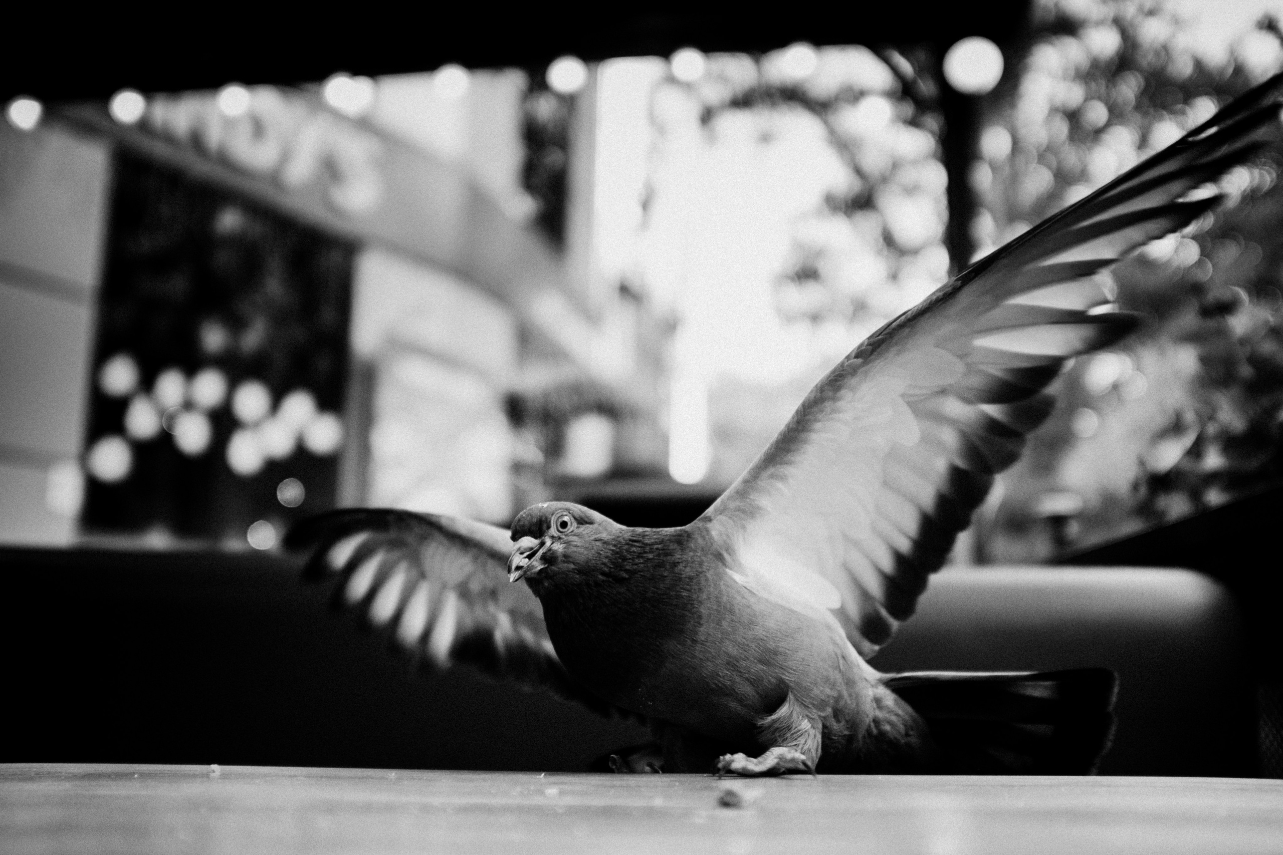 Dan Gutu photographer from moldova, Chișinău. Fotograf Moldova Chișinău. Portrait, street, documentary