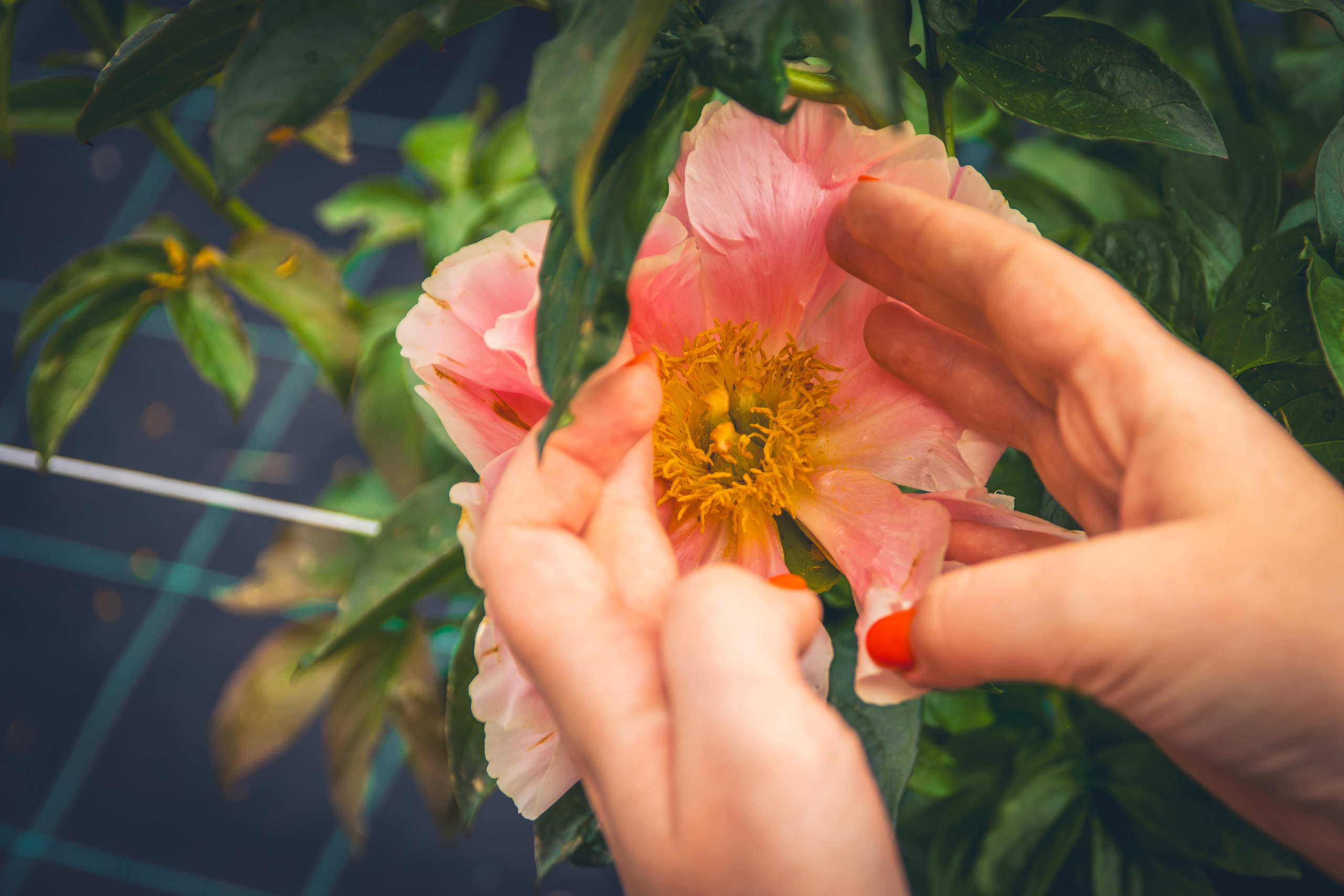 Saarema, reis. Nebula 25 — Fotod teie hingele