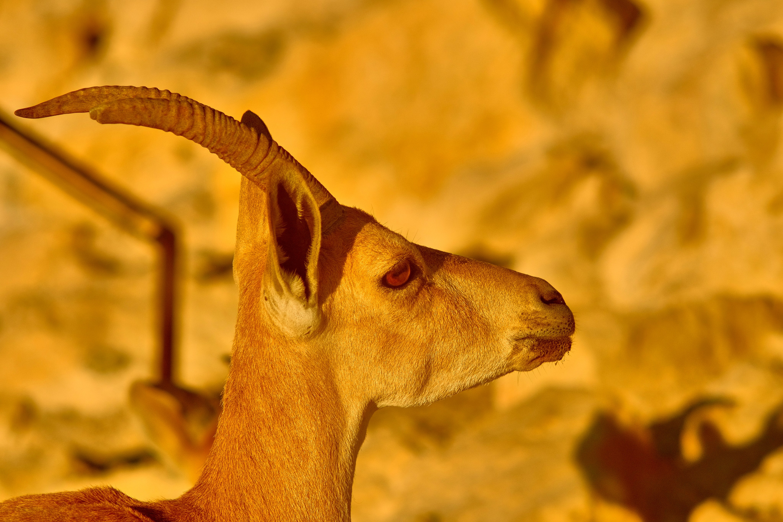 Dead Sea & Mitzpe Ramon – Nature Photography in Israel. Middle East Photo Agency — Photography & Event Magnets — סוכנות צילום והדפסת מגנטים לאירועים
