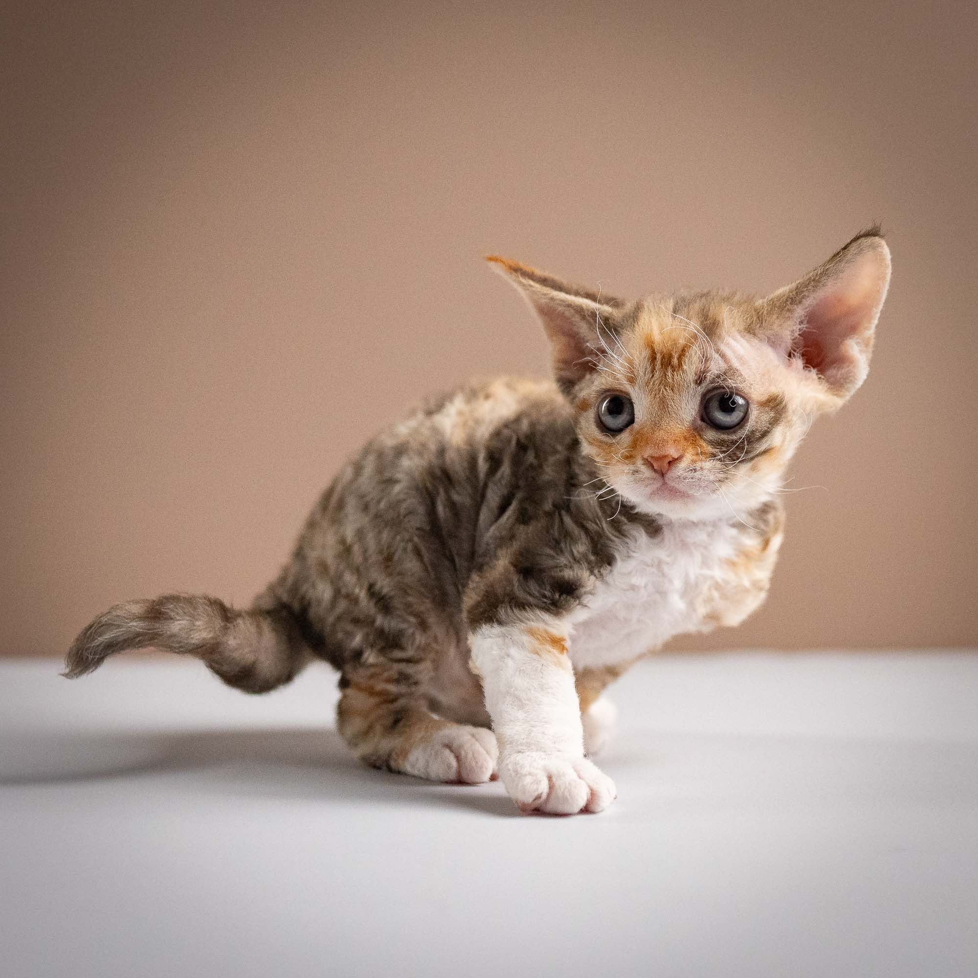 Oksana, girl, born 02.08.26. Devon Rex Pixie Cattery