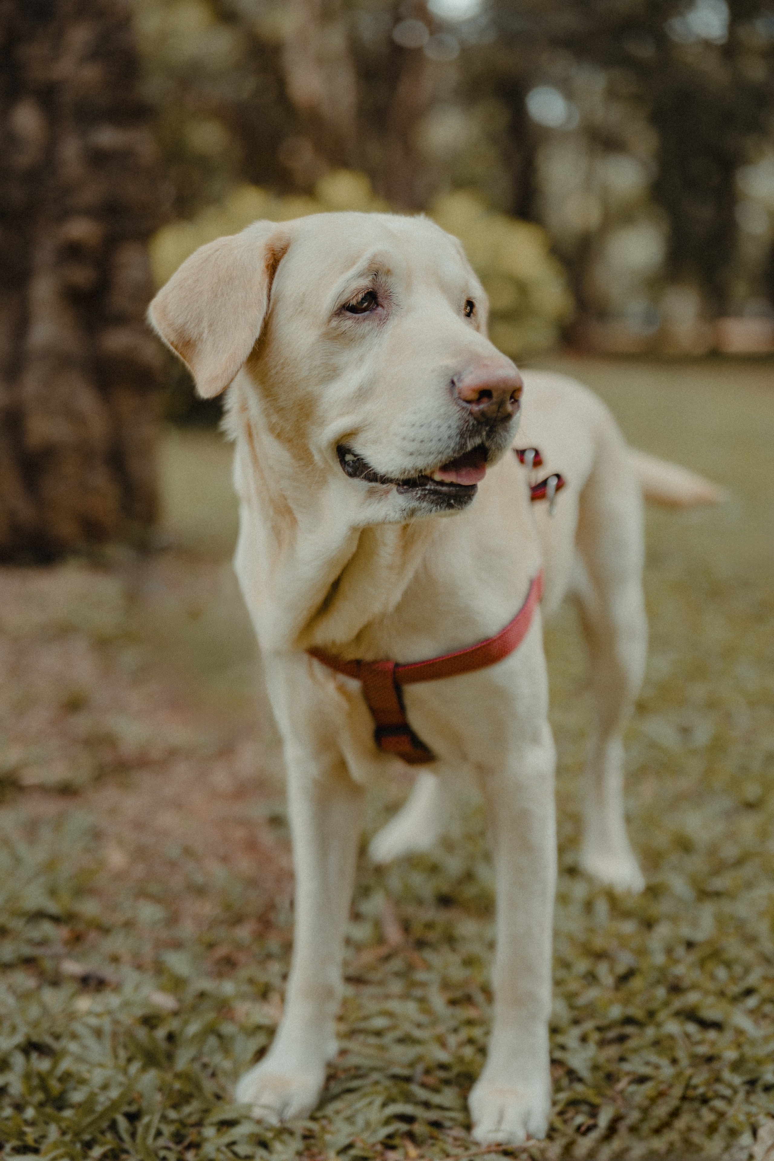 Darshana & Debabrata Pre-wedding. Wedding and Family photographer in india