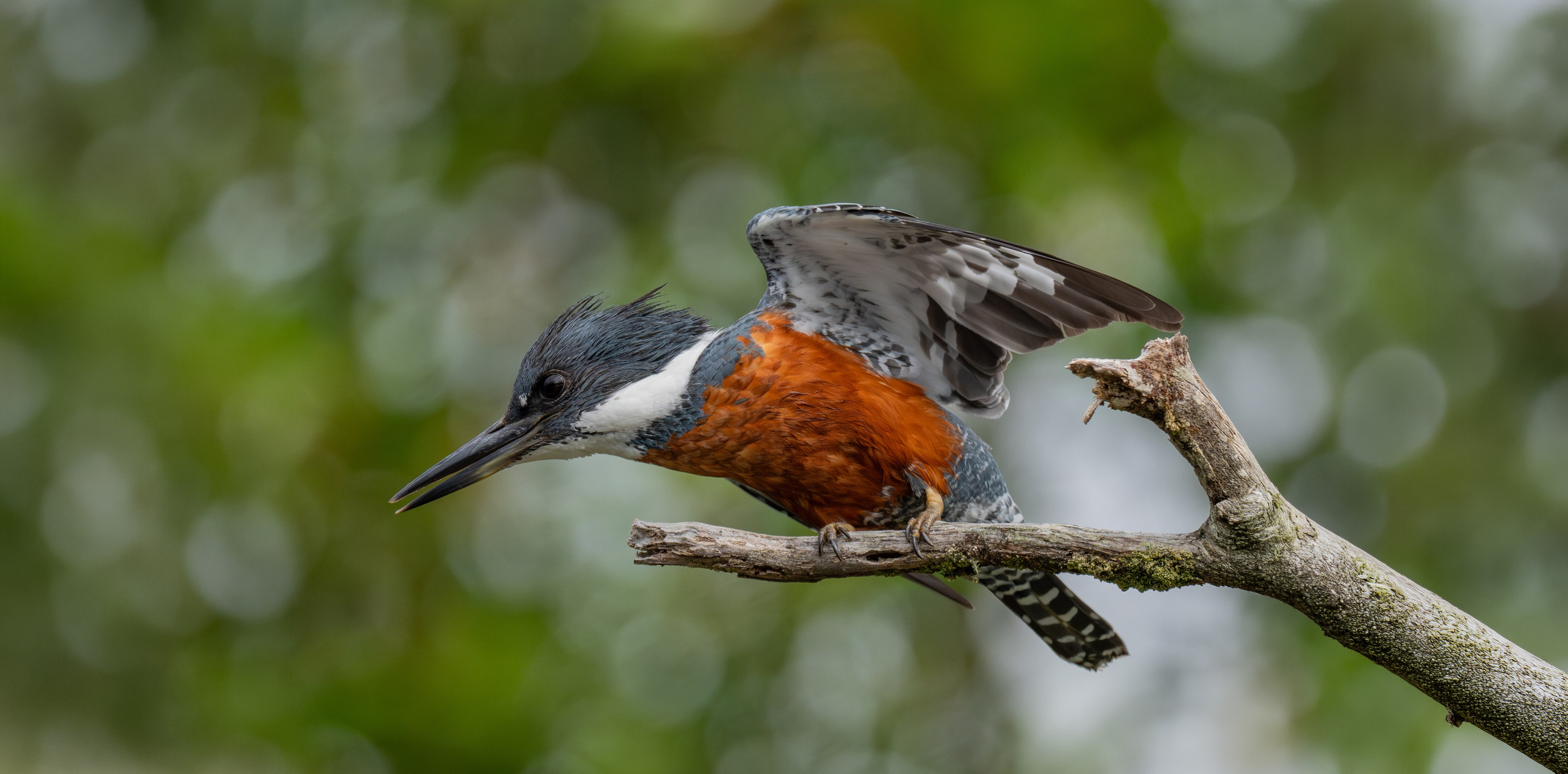 Martín Pescador. Nature photographer Yuri Soria-Galvarro