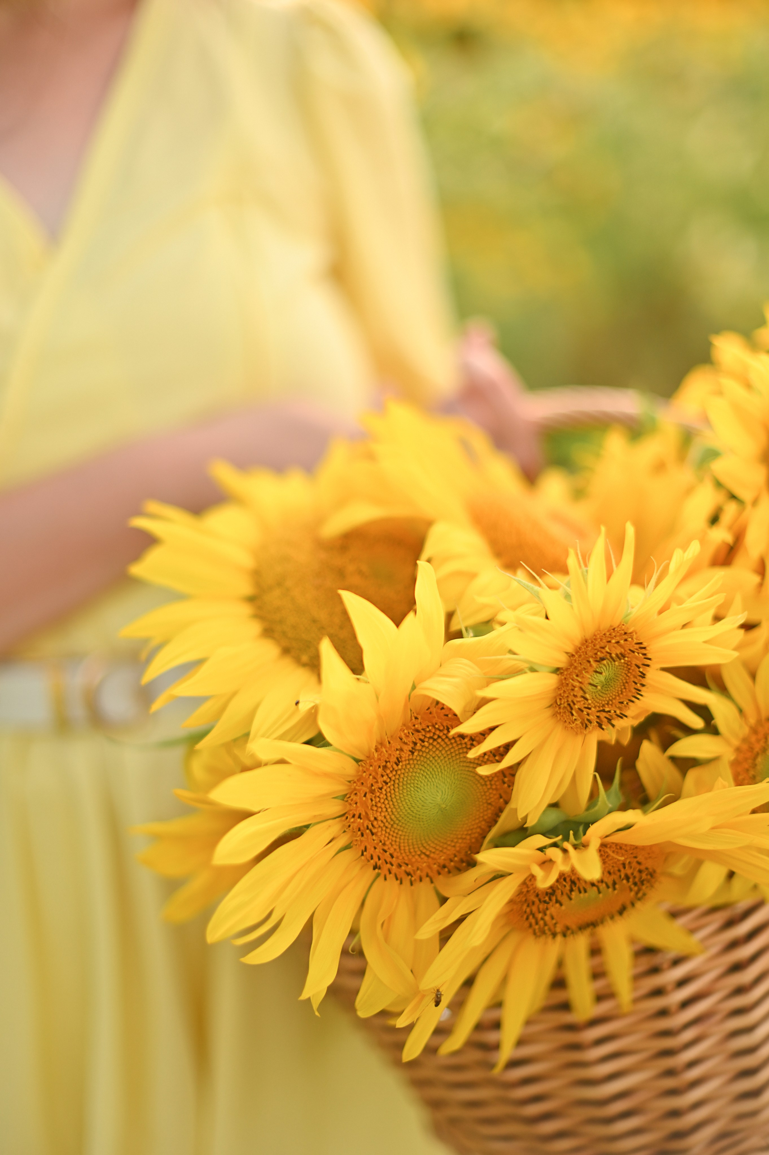 Подсолнухи. Детский и семейный фотограф в финляндии дина пулкка. контент фотограф