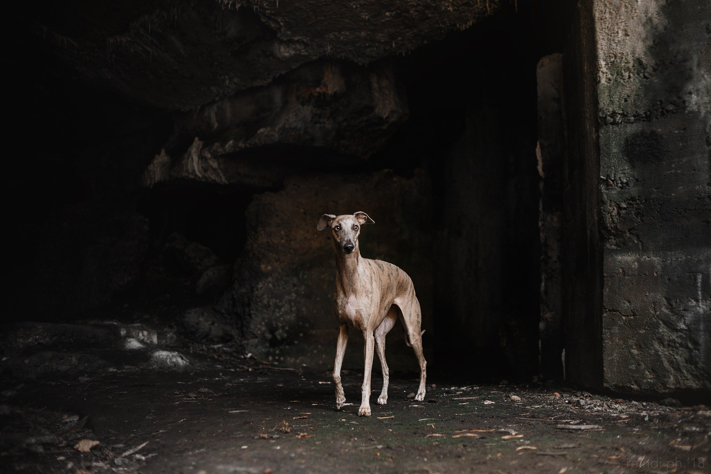 «Kasmach» dogs ammunition. Kaja | fotograf we Wrocławiu | ludzie i psy