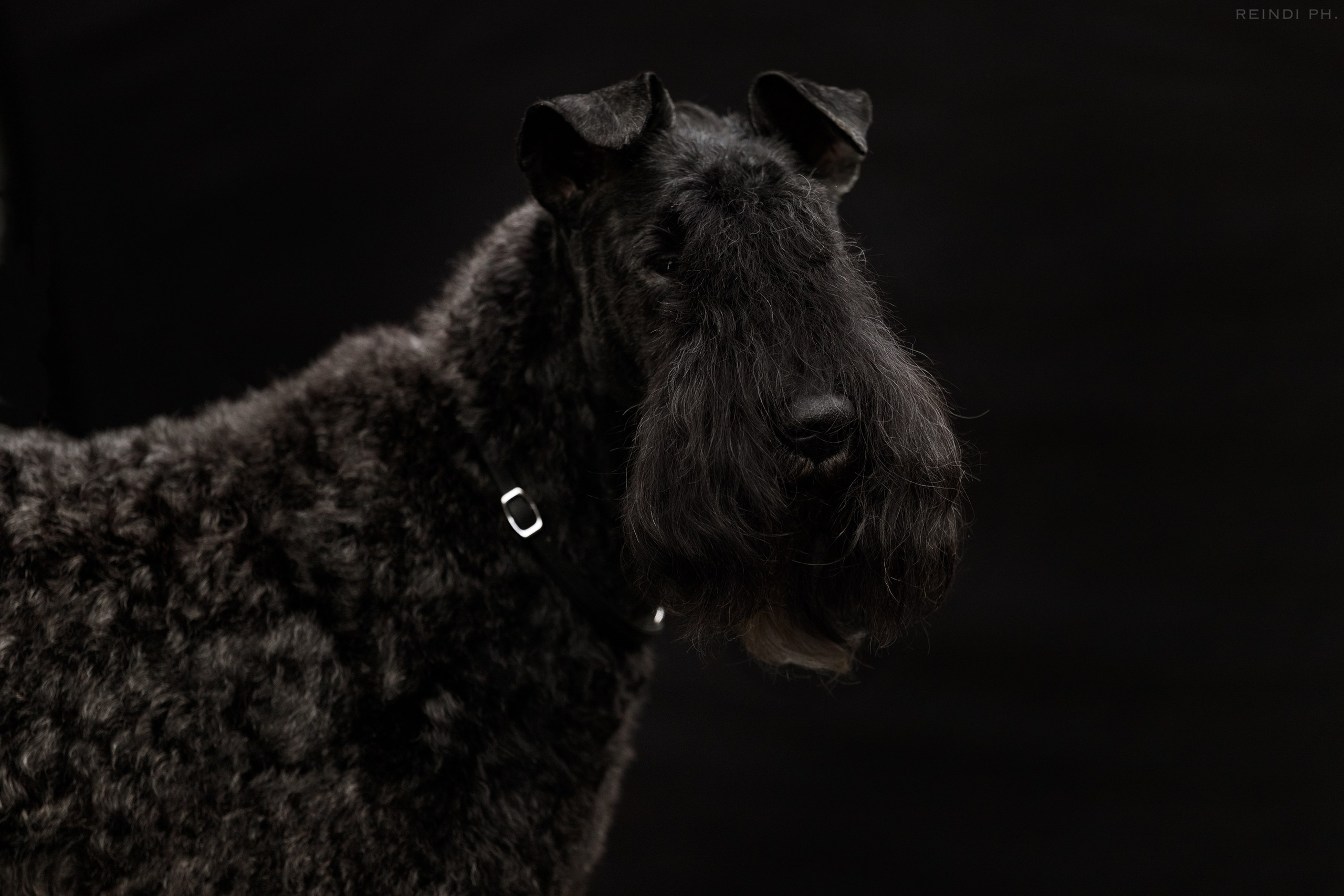 «Argus» dog show in Brest. Kaja | fotograf we Wrocławiu | ludzie i psy