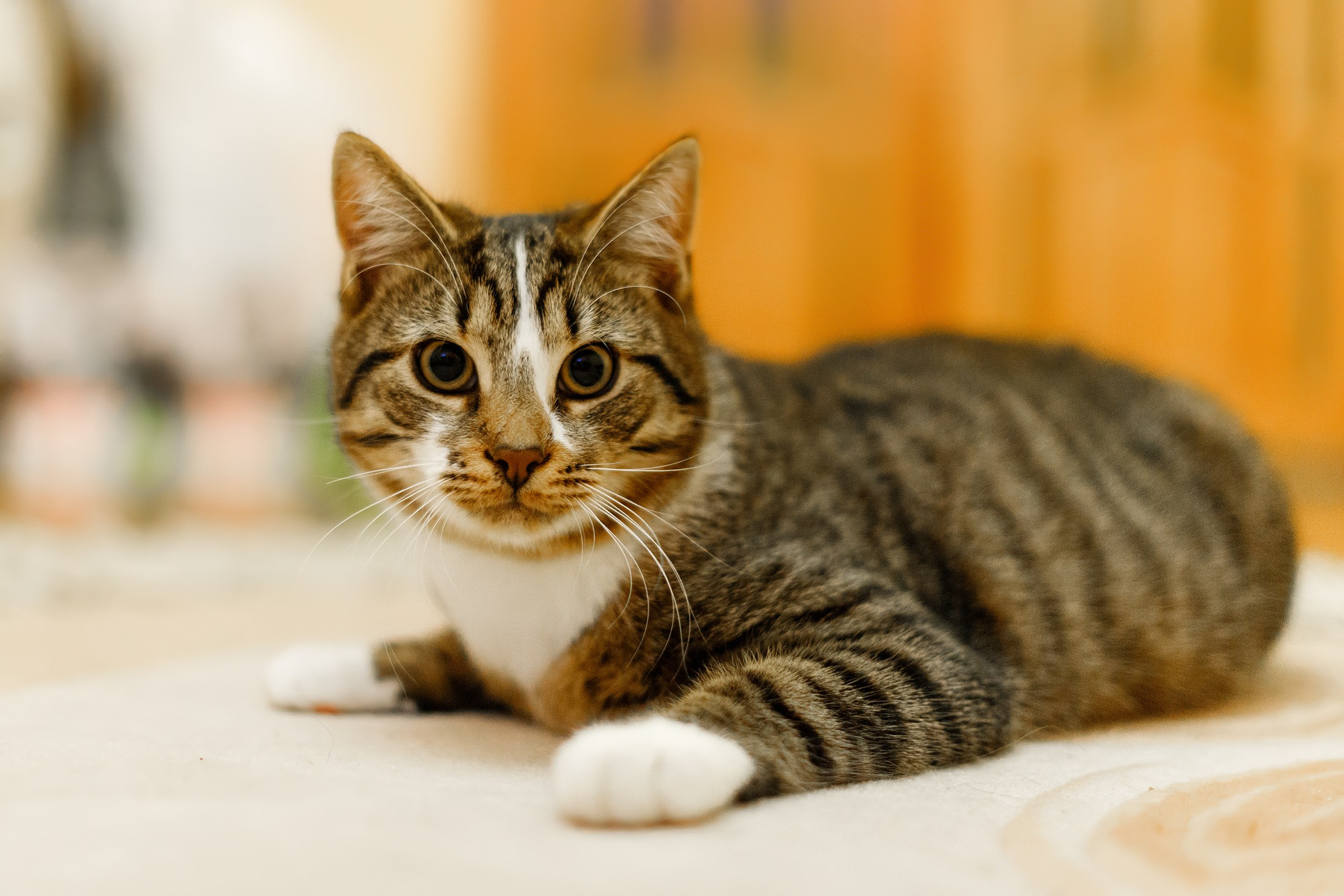 Cats for adoption. Kaja | fotograf we Wrocławiu | ludzie i psy