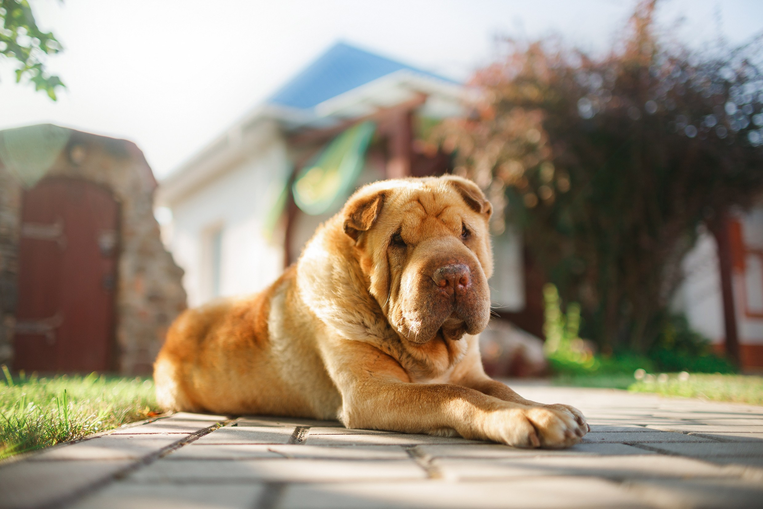 Nastya & Spark and Boss. Kaja | fotograf psów we Wrocławiu
