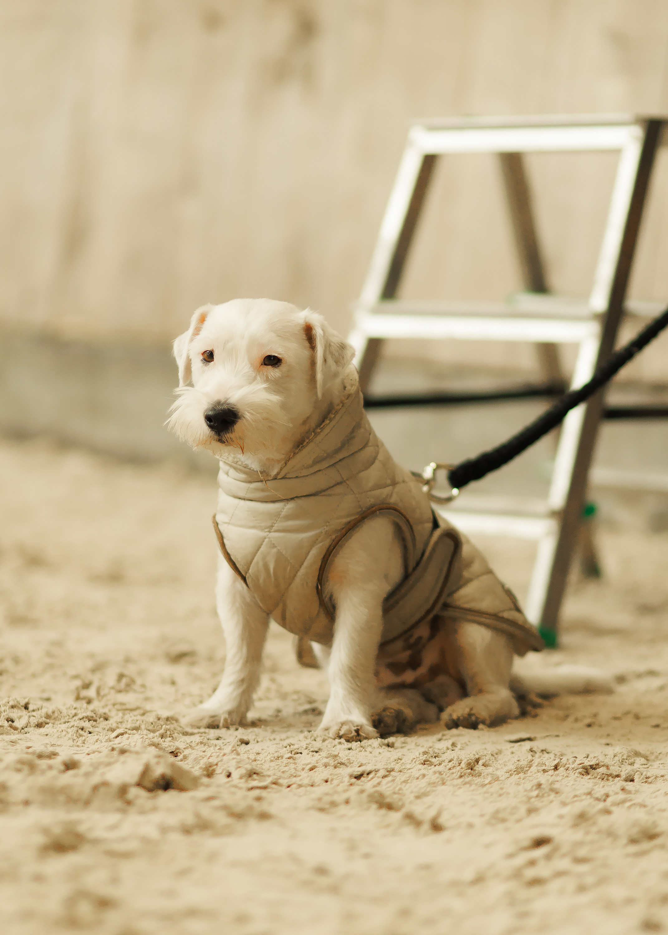 Partynice dressage \ feb'25. Kaja | fotograf we Wrocławiu | ludzie i psy