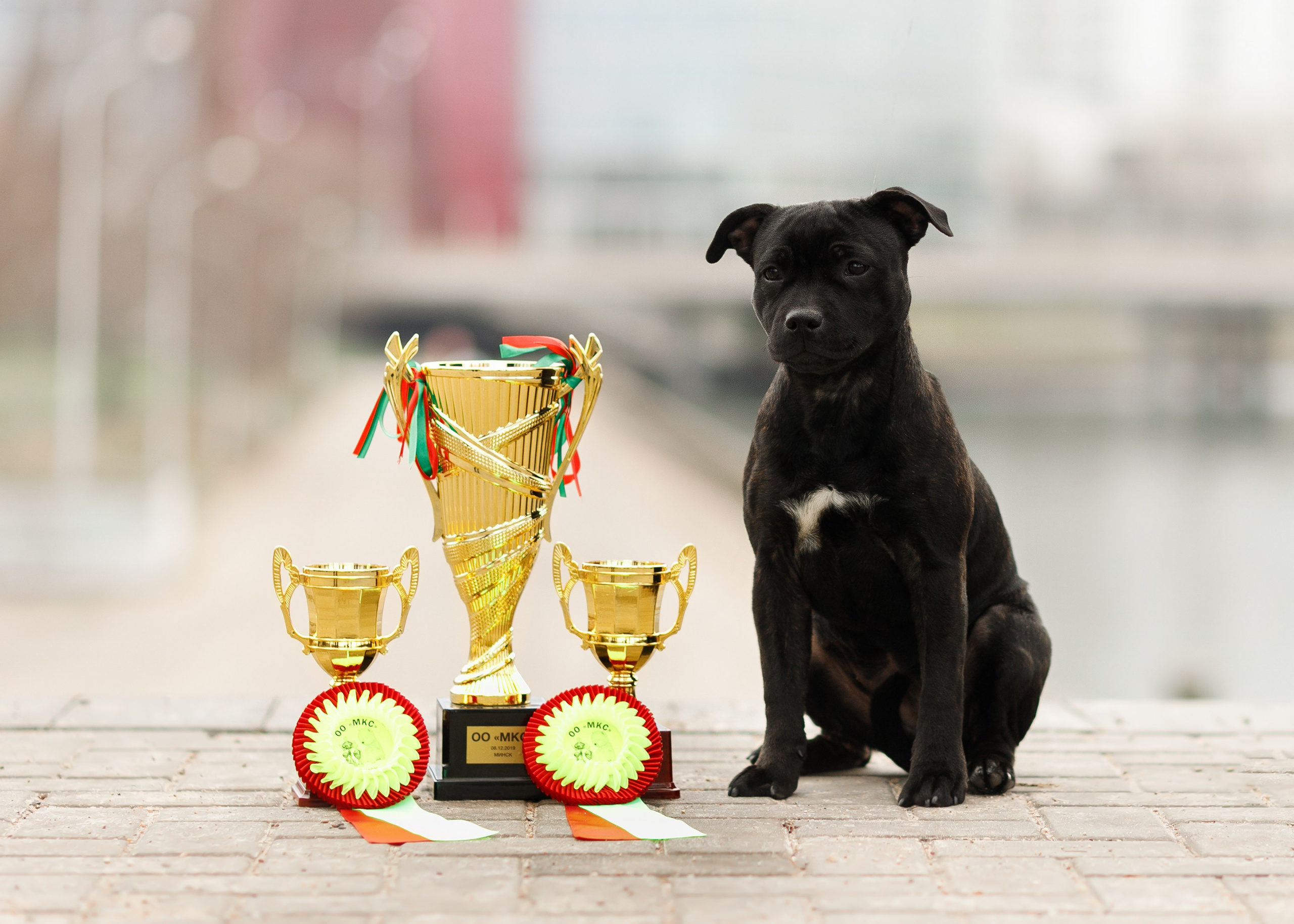 Dog shows | the best ones. Kaja | fotograf psów we Wrocławiu