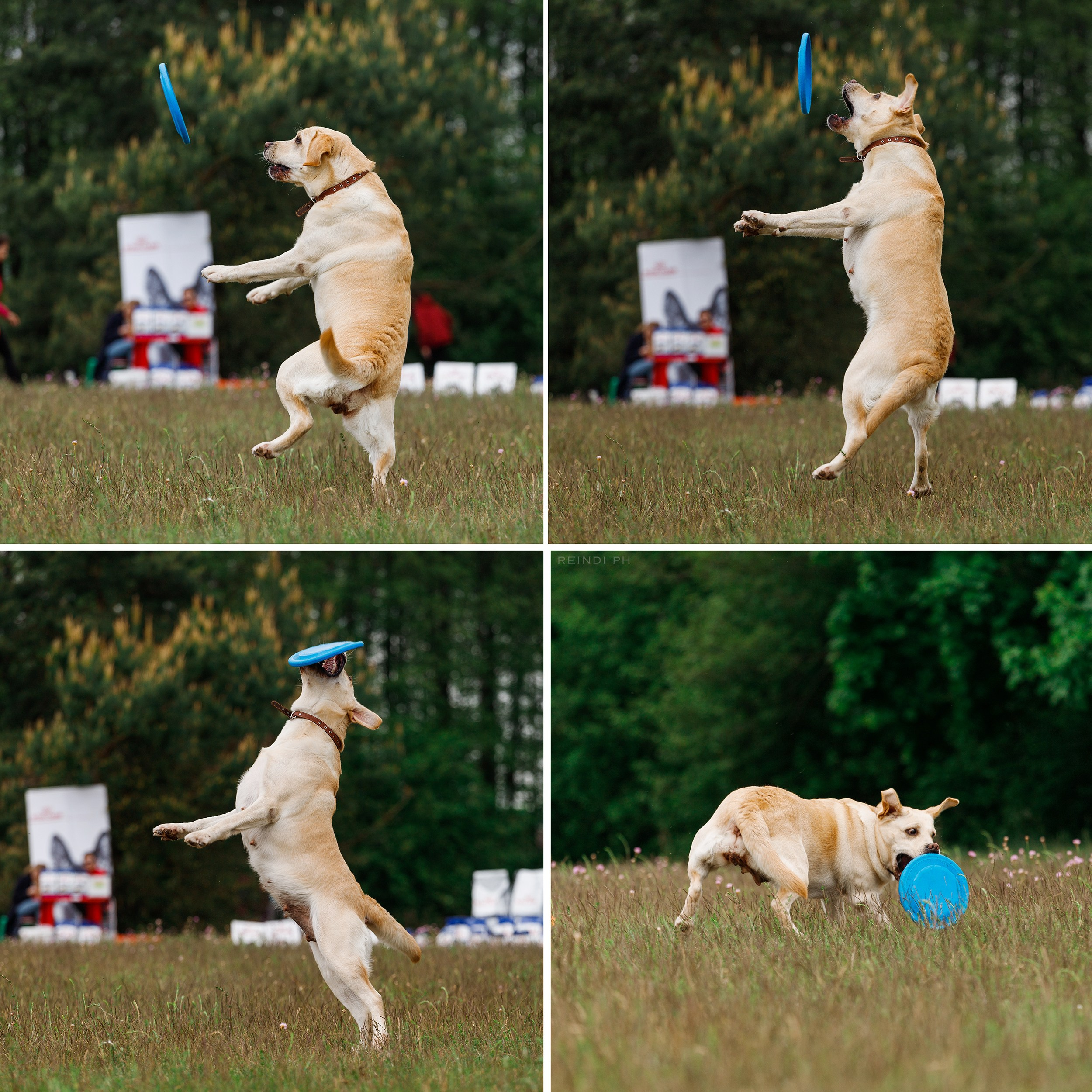 Dog frisbee championship | summer. Kaja | fotograf we Wrocławiu | ludzie i psy