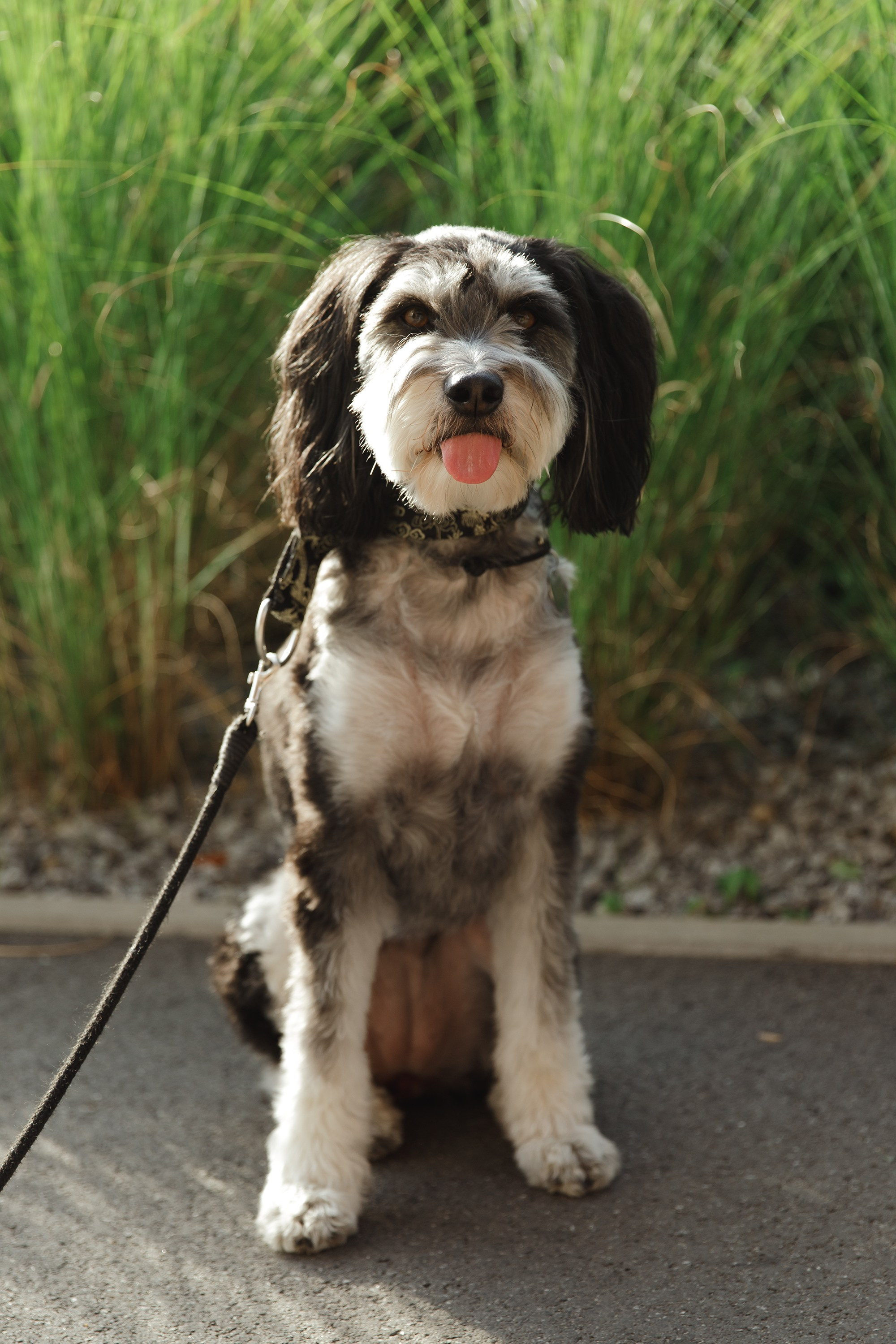 Lera & Flora. Kaja | fotograf we Wrocławiu | ludzie i psy