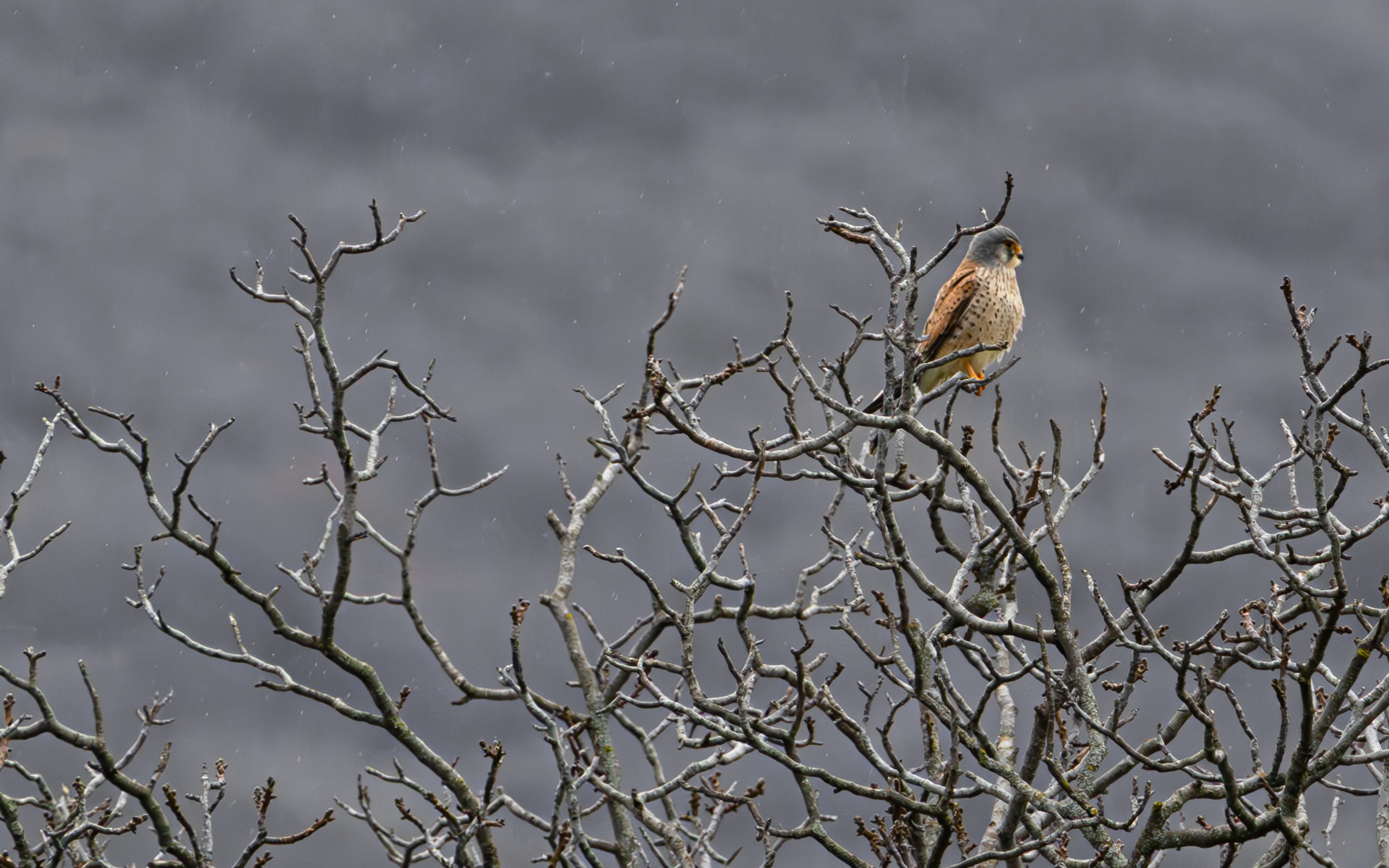 საგაზაფხულო გასეირნება წავკისისწყალის ხეობაში. FramefreeMan