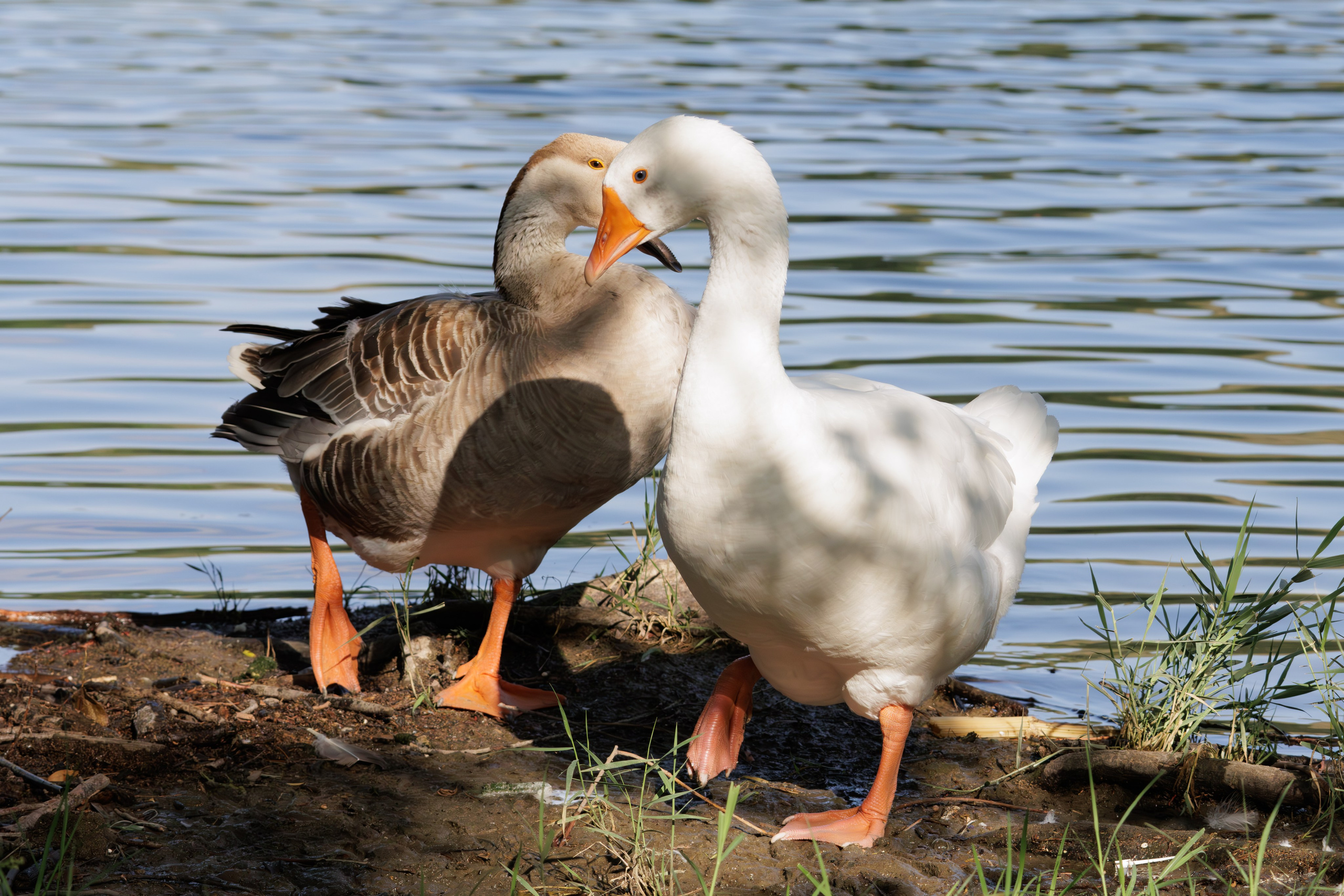 გასეირნება წავკისიდან ვაკის პარკამდე. FramefreeMan