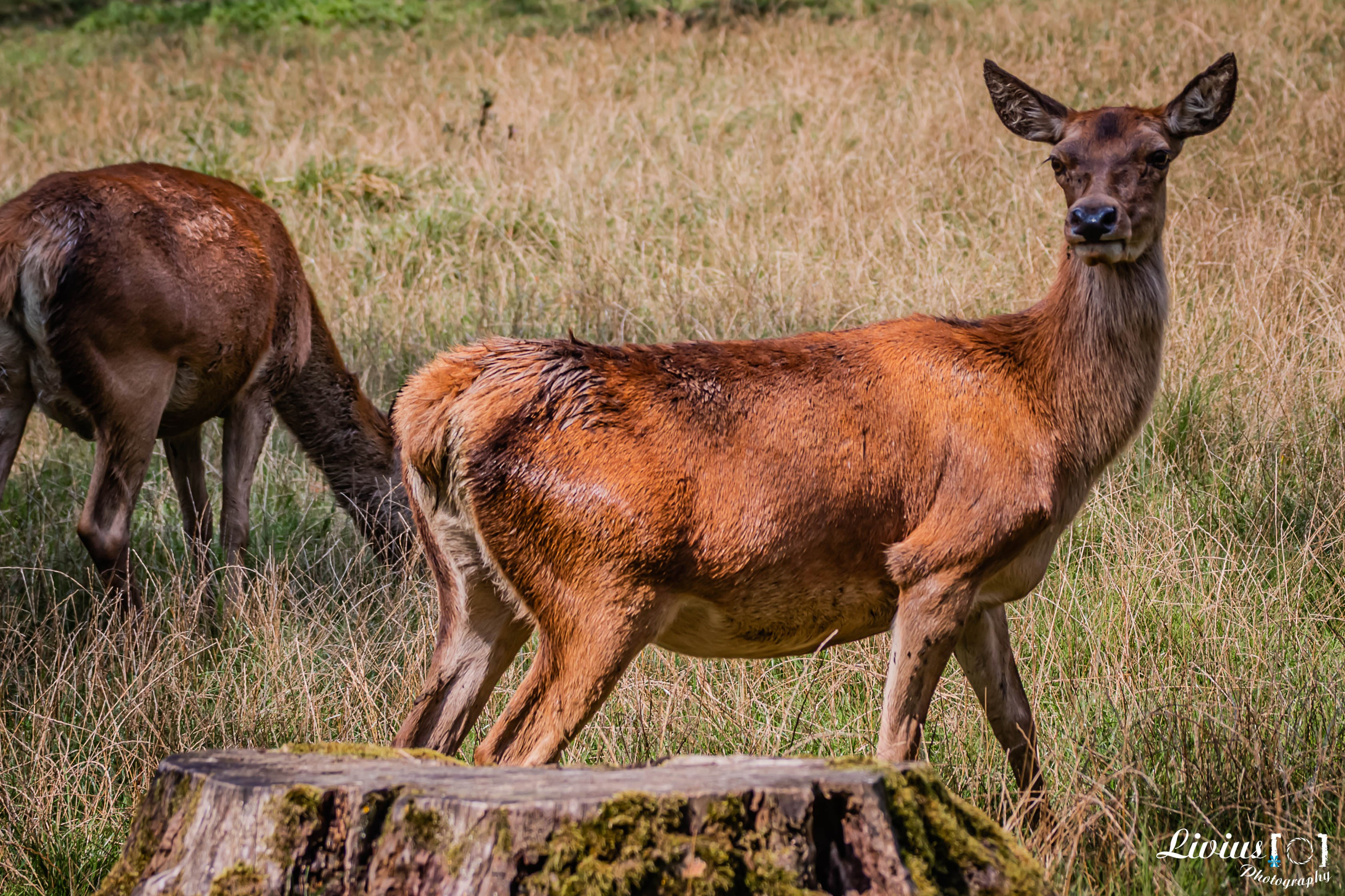 Wildpark Tambach. FOTO KREATIV