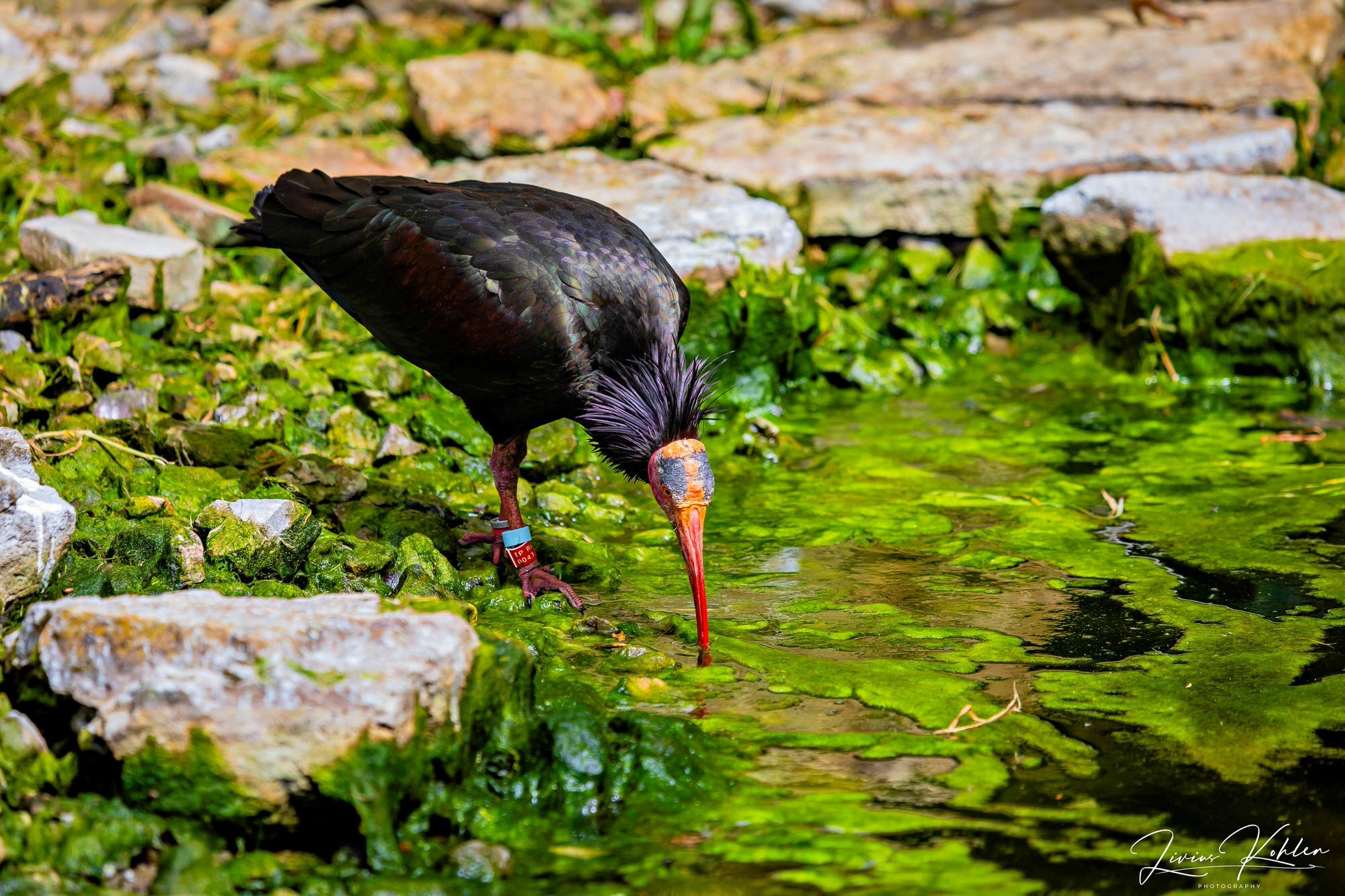 Wildpark Bad Mergentheim. FOTO KREATIV