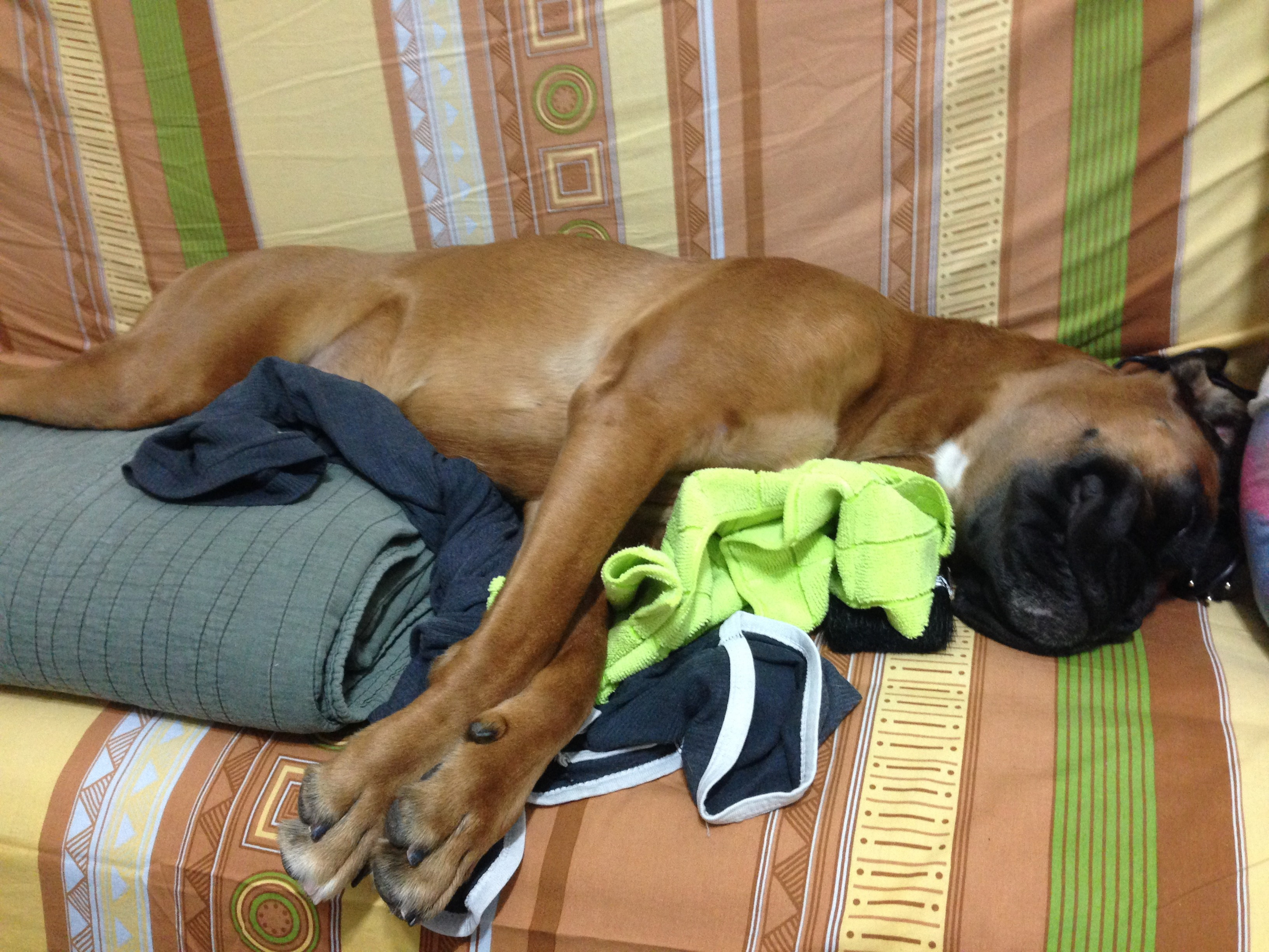 My ״Star״ Boxer Dog