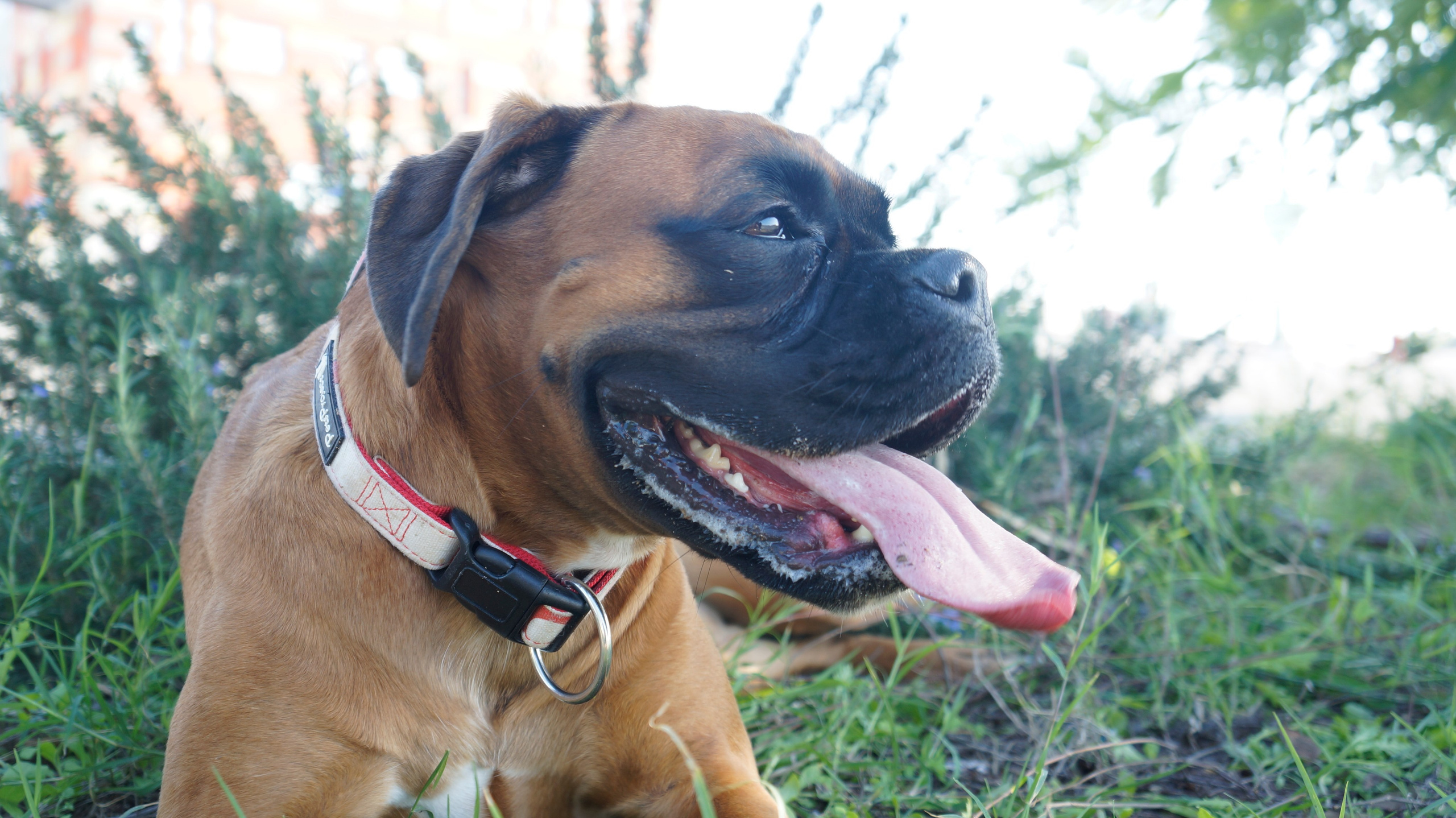 My ״Star״ Boxer Dog