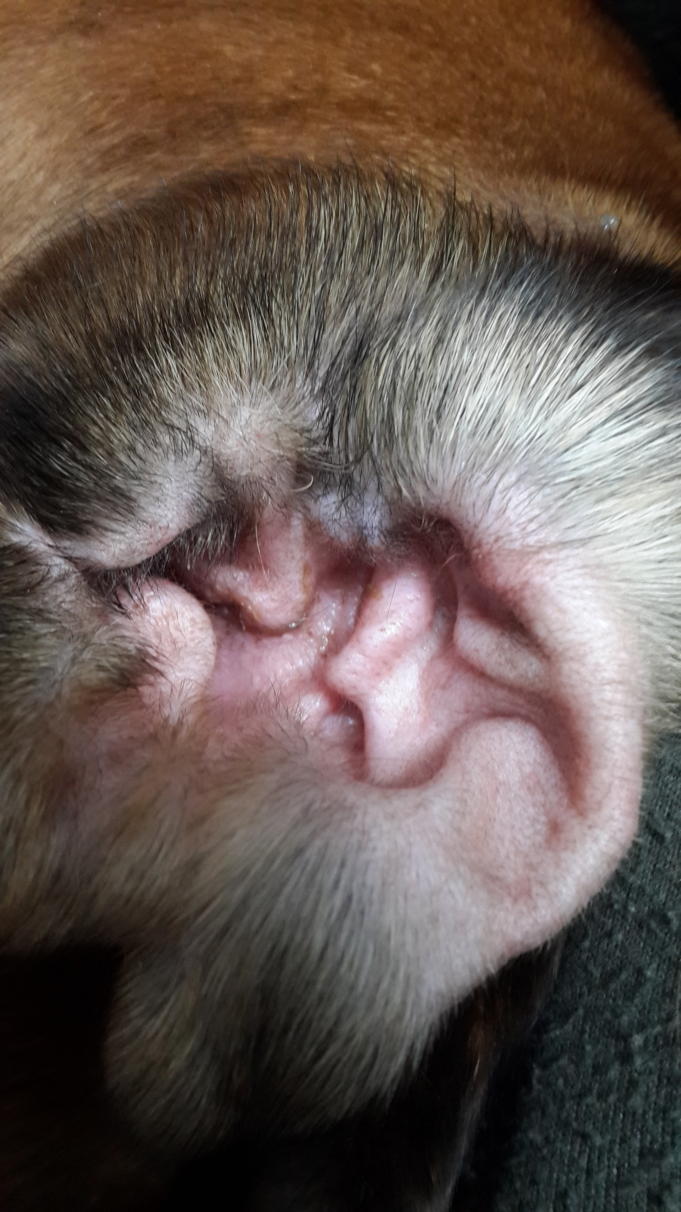 My ״Star״ Boxer Dog