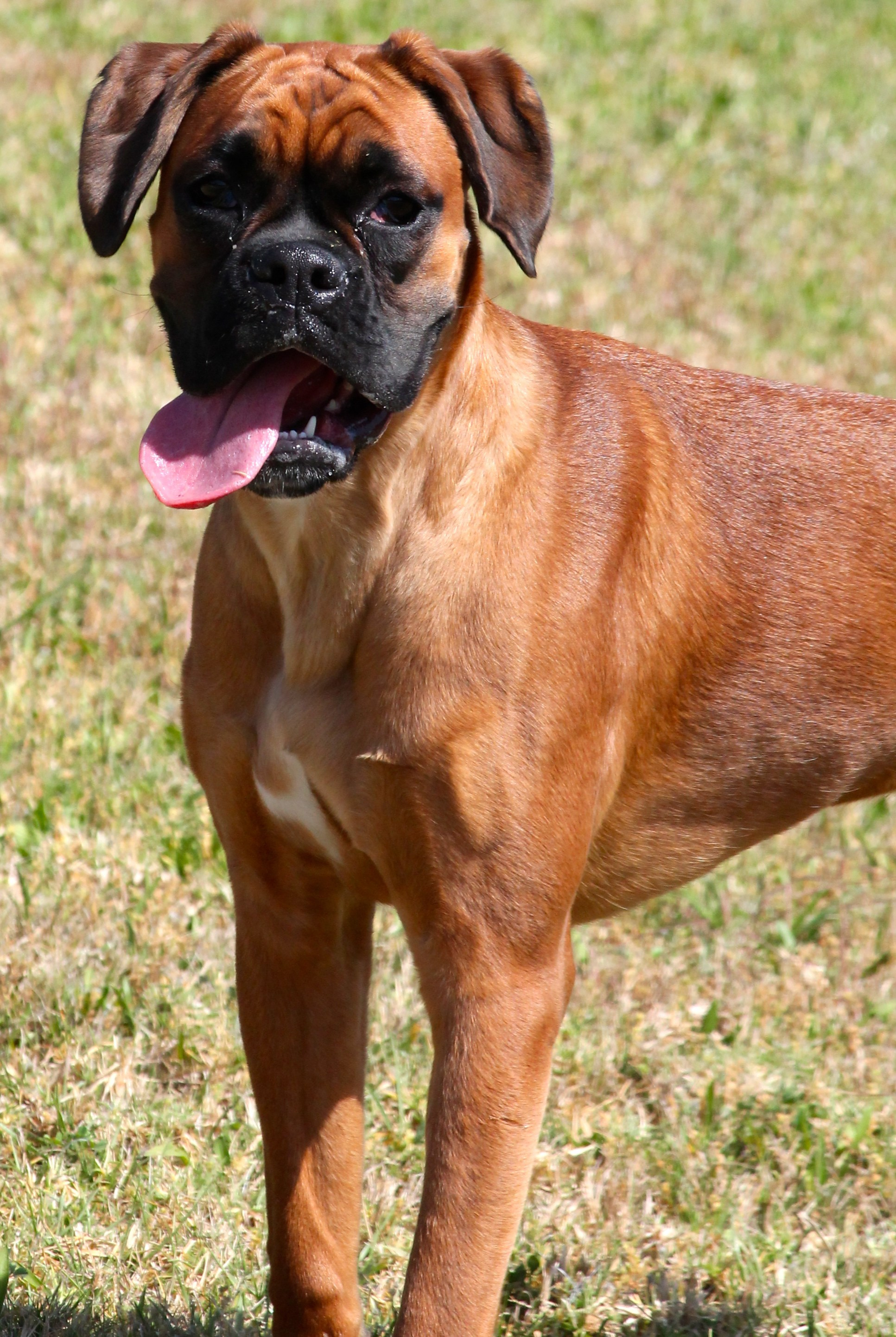 My ״Star״ Boxer Dog