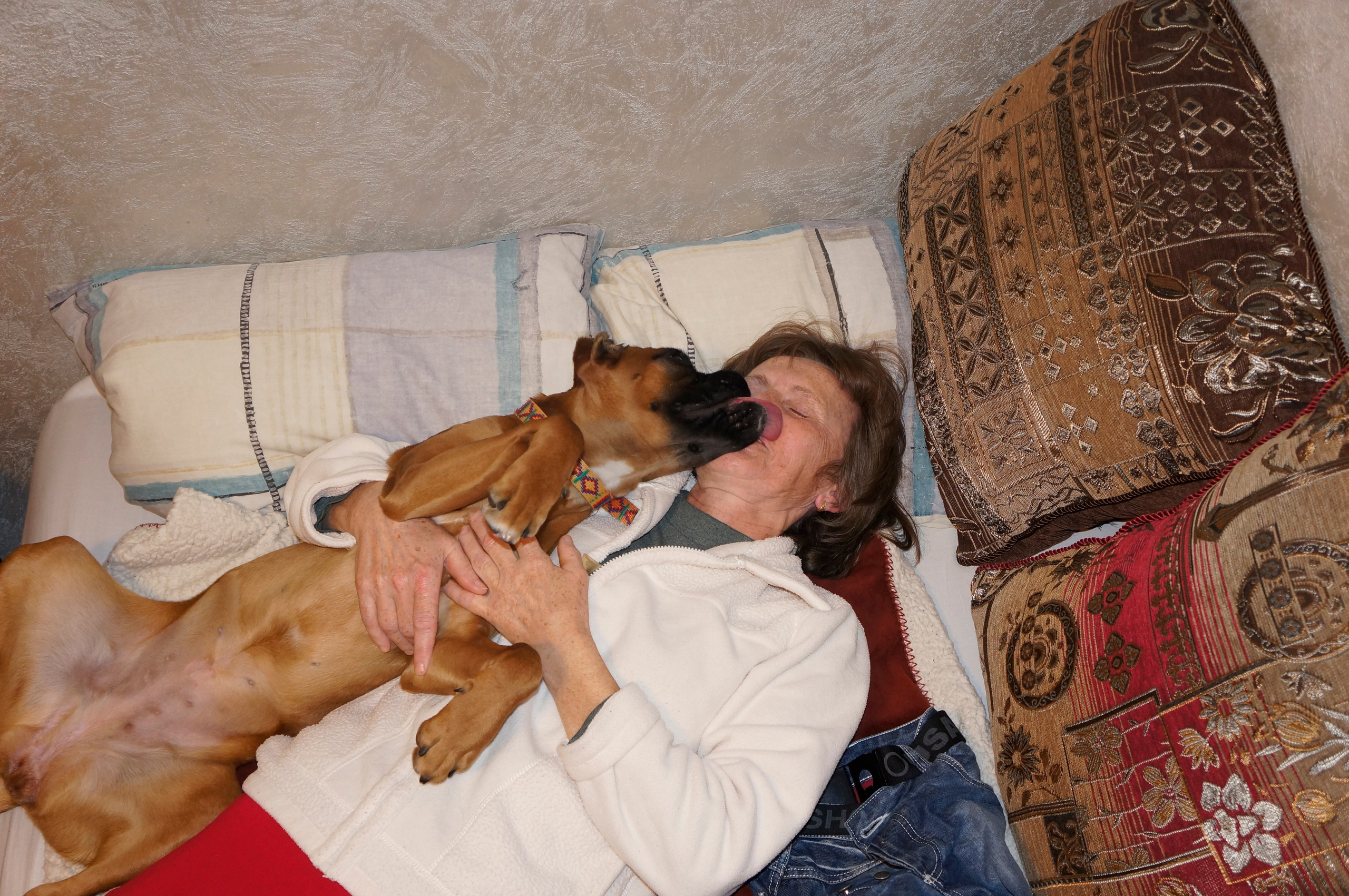 My ״Star״ Boxer Dog