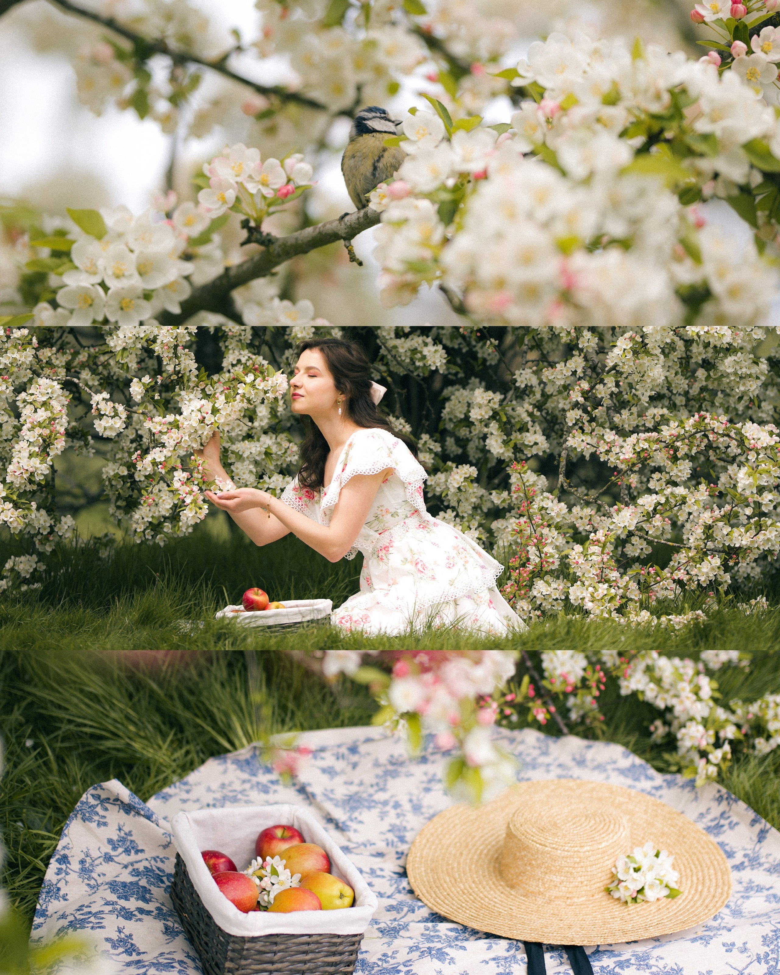 Apple tree. Tania Gandrabur, photographer in West Midlands, England