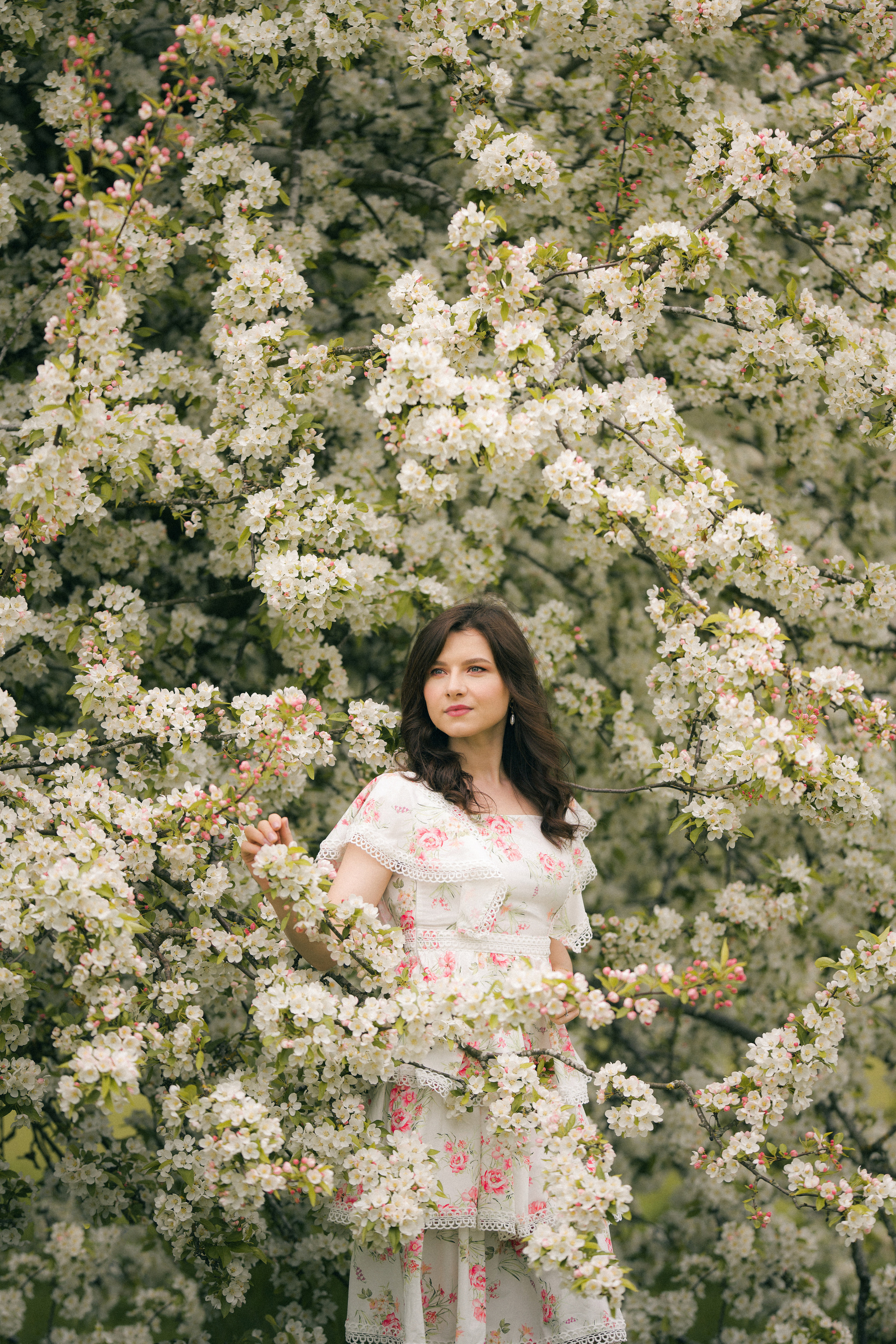 Apple tree. Tania Gandrabur, photographer in West Midlands, England