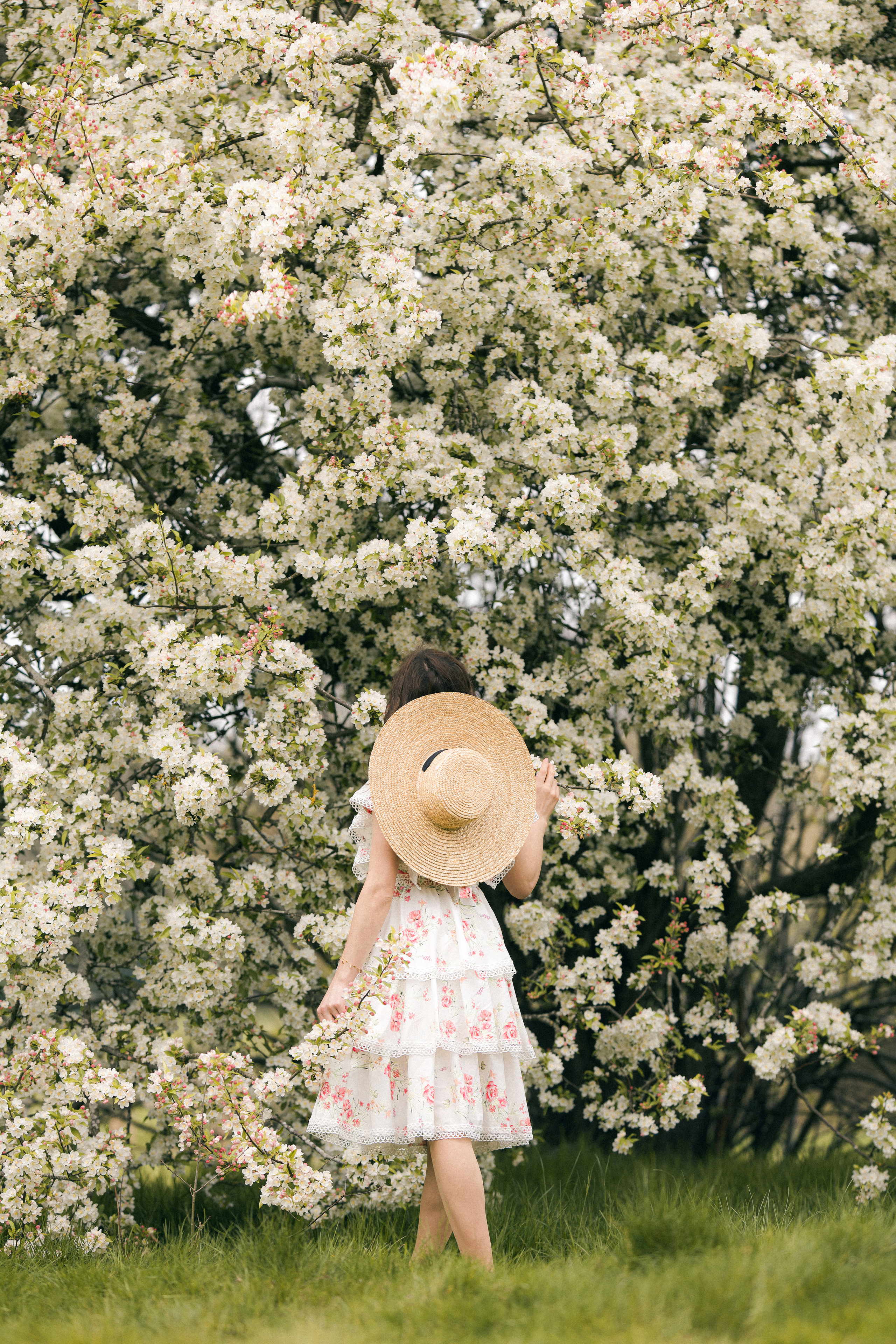Apple tree. Tania Gandrabur, photographer in West Midlands, England