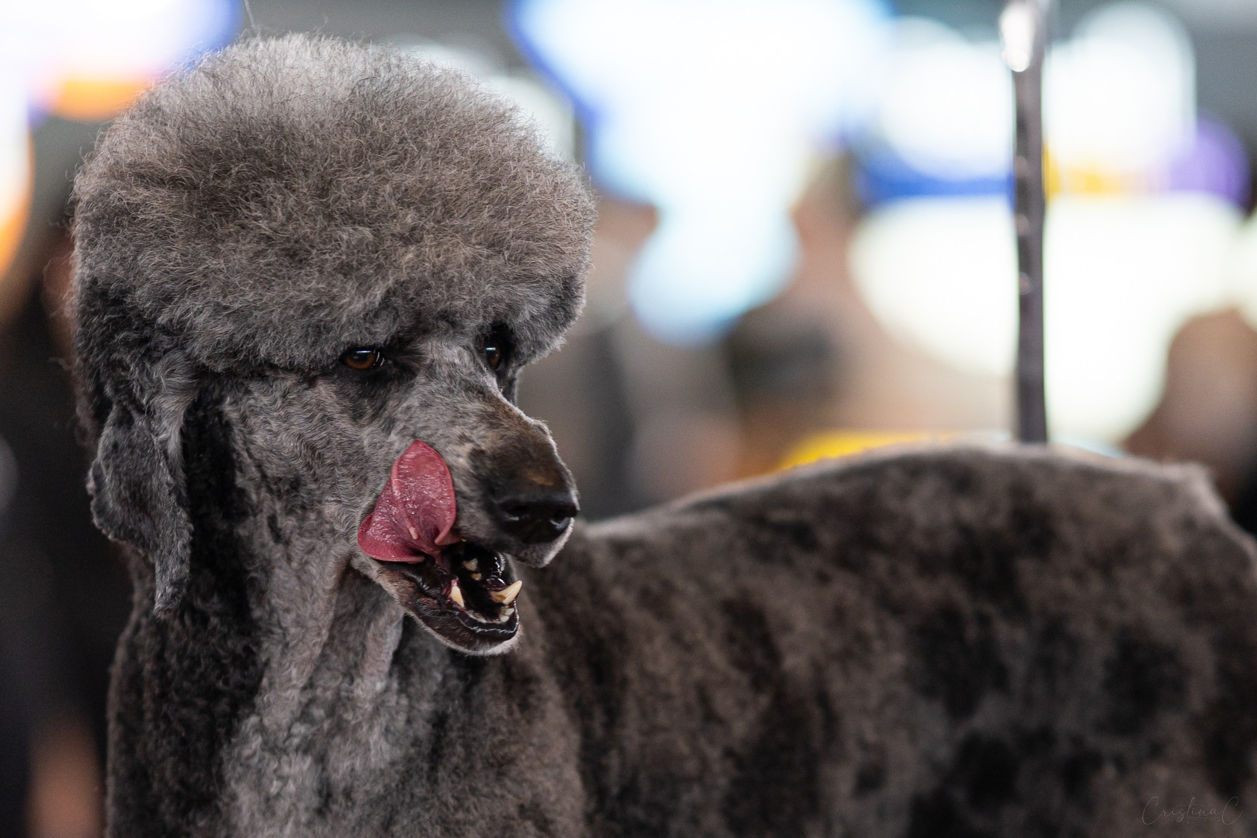 Pet Expo 2025. Bycristinaciobanu