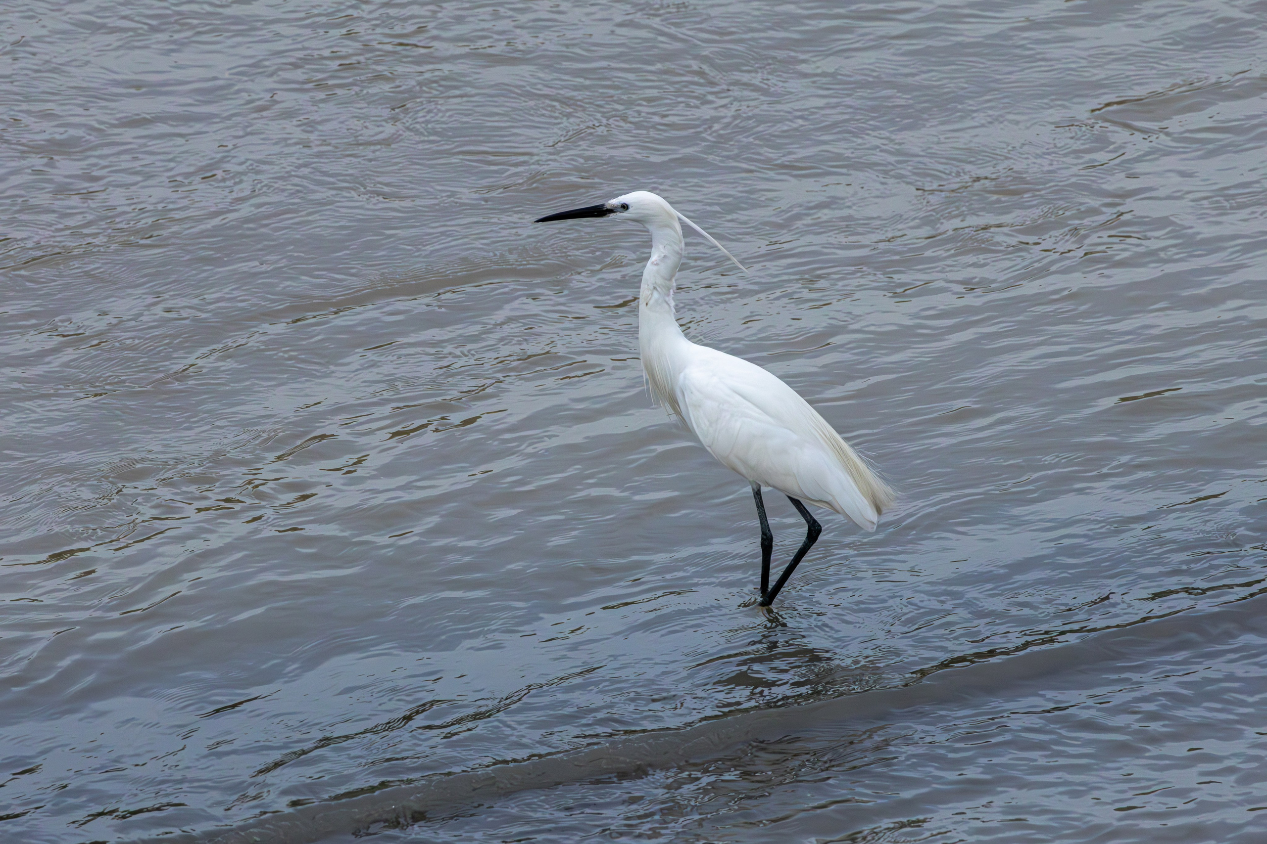 მტკვრის ხეობის ყველაზე ლამაზი სტუმარი. FramefreeMan