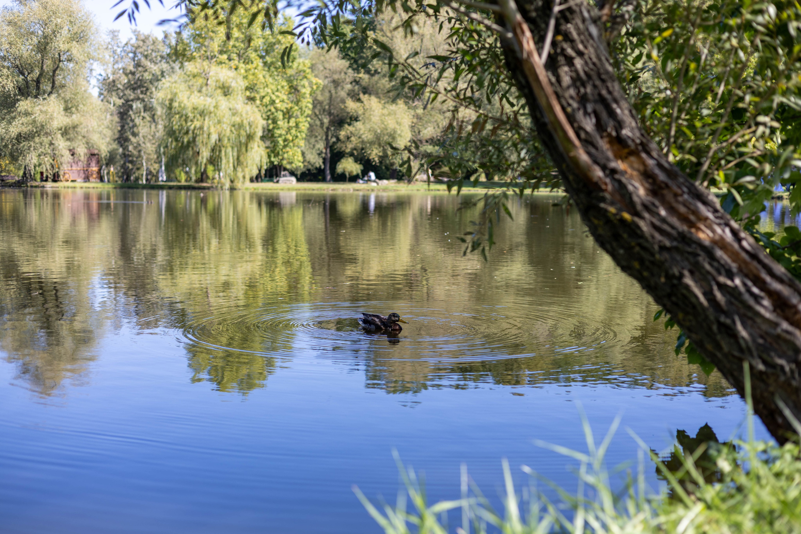 Портретная съемка с лимоном |Fotograf Chisinau | Vrabii Olga. Семейный фотограф Кишиневе, Молдова Врабий Ольга