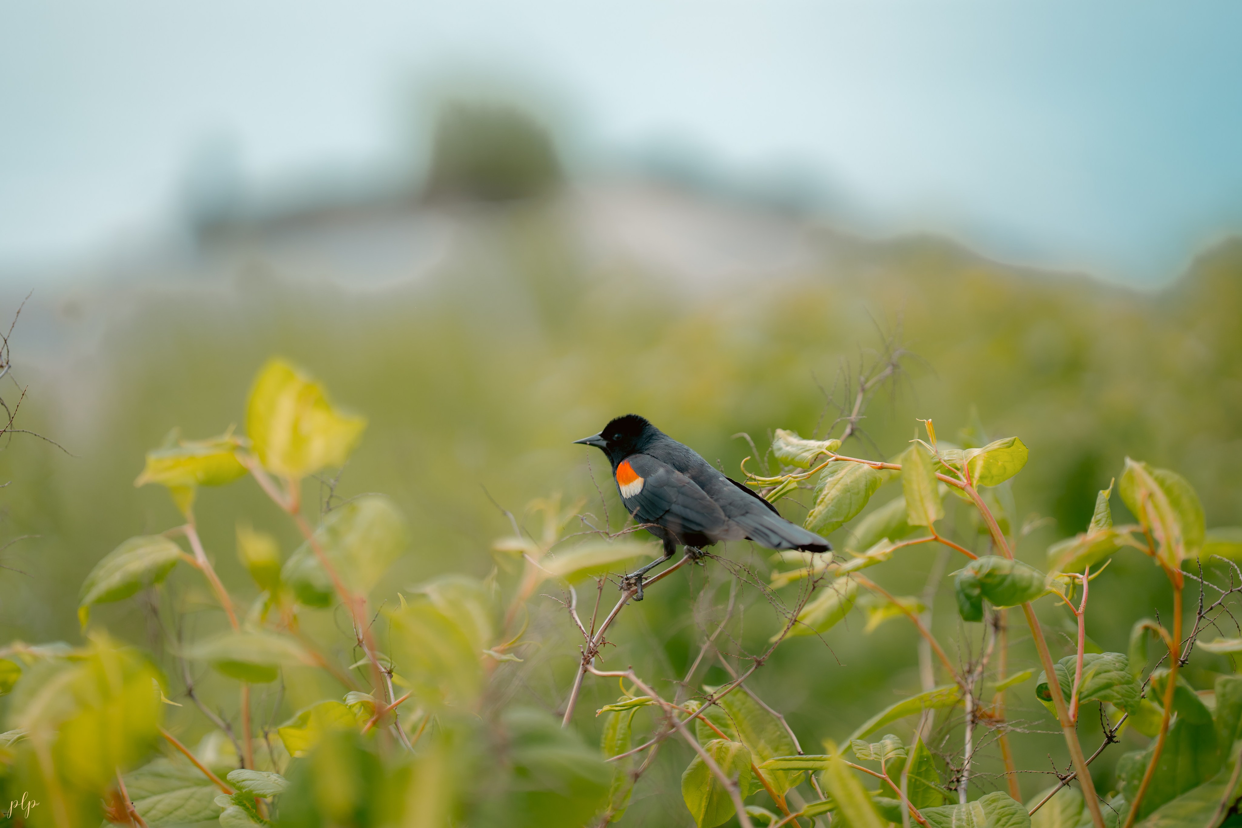 Dhairya and Krupali. Wedding Photographers and Filmmakers