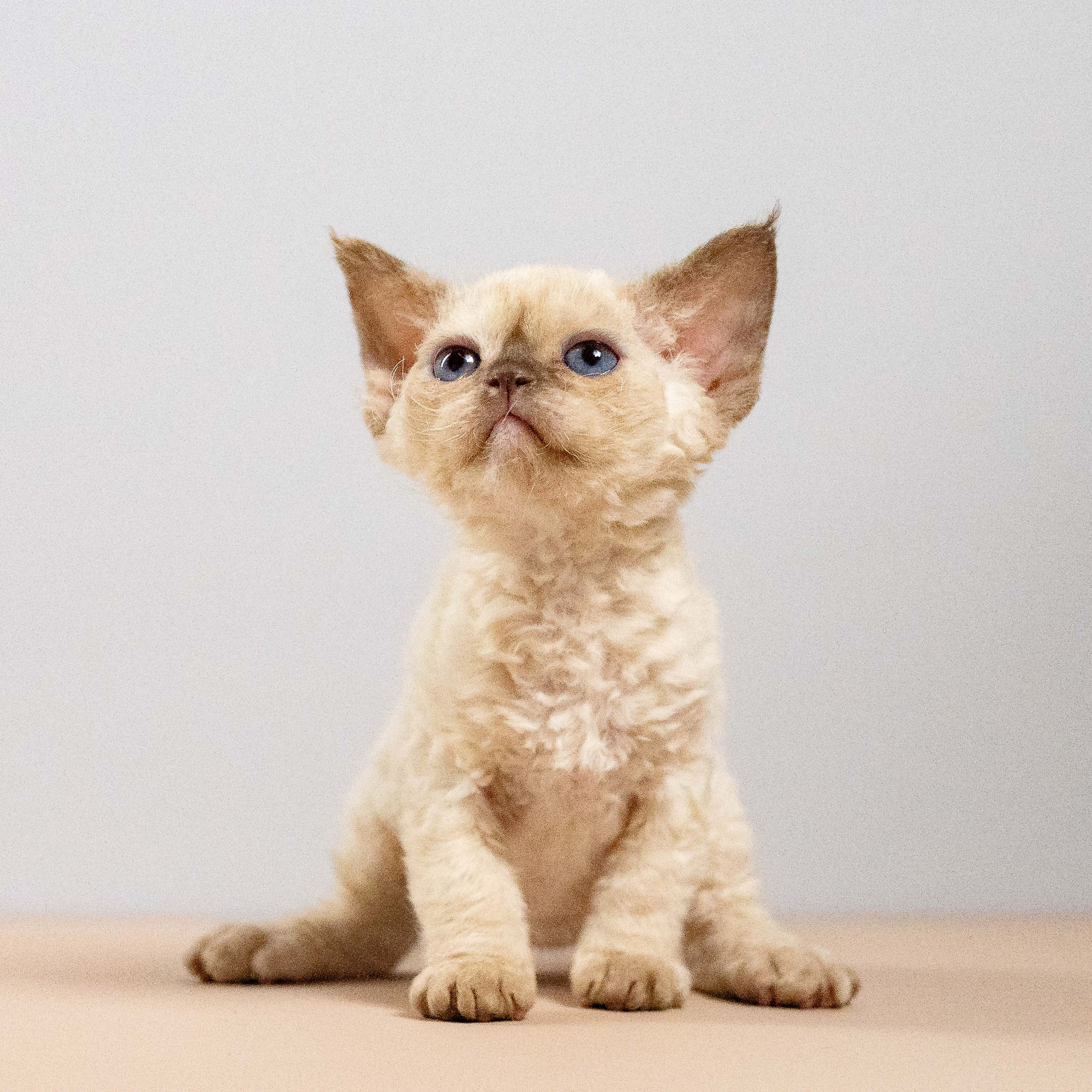 Luna, girl, born 12.20.2025. Devon Rex Pixie Cattery