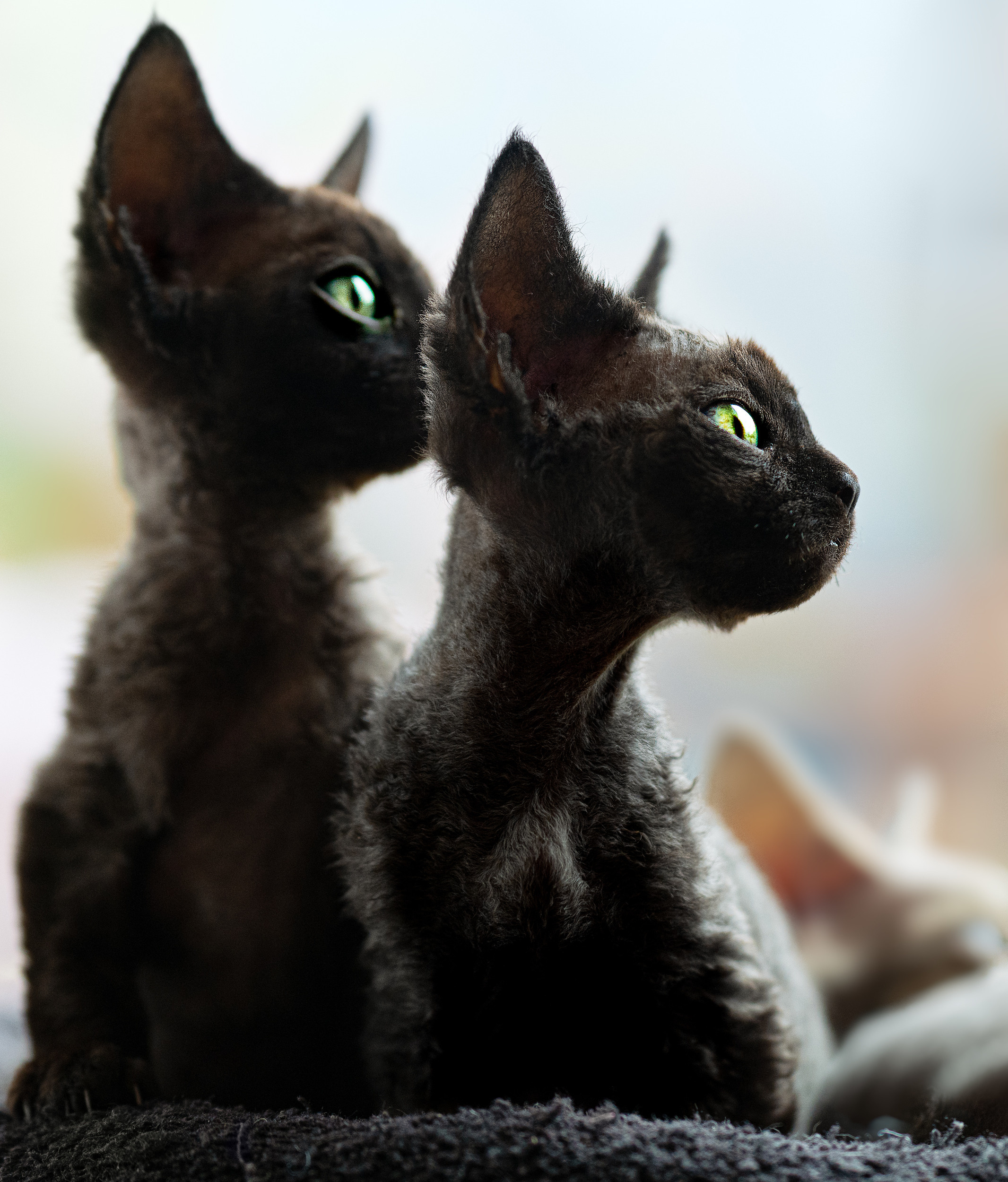 Animals photo session. Wedding-Family photographer, South of France–Paris, Valentina Acrement