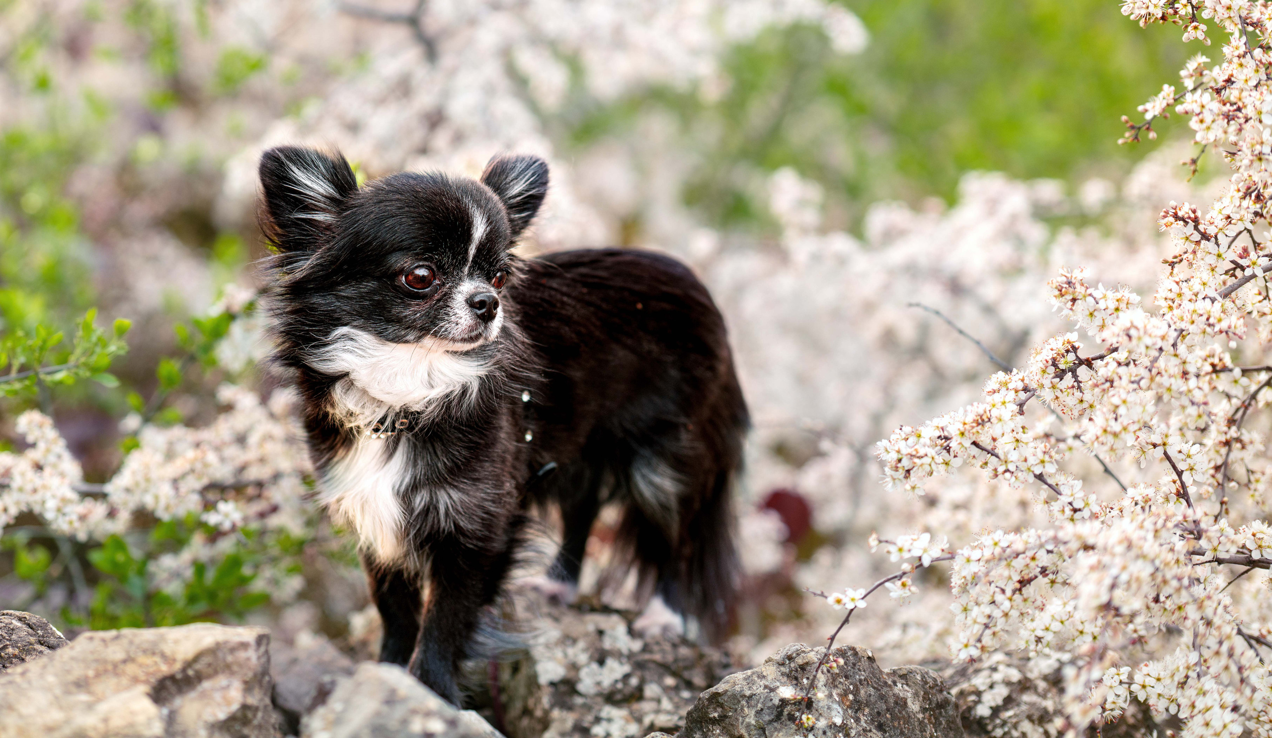 Animals photo session. Wedding-Family photographer, South of France–Paris, Valentina Acrement