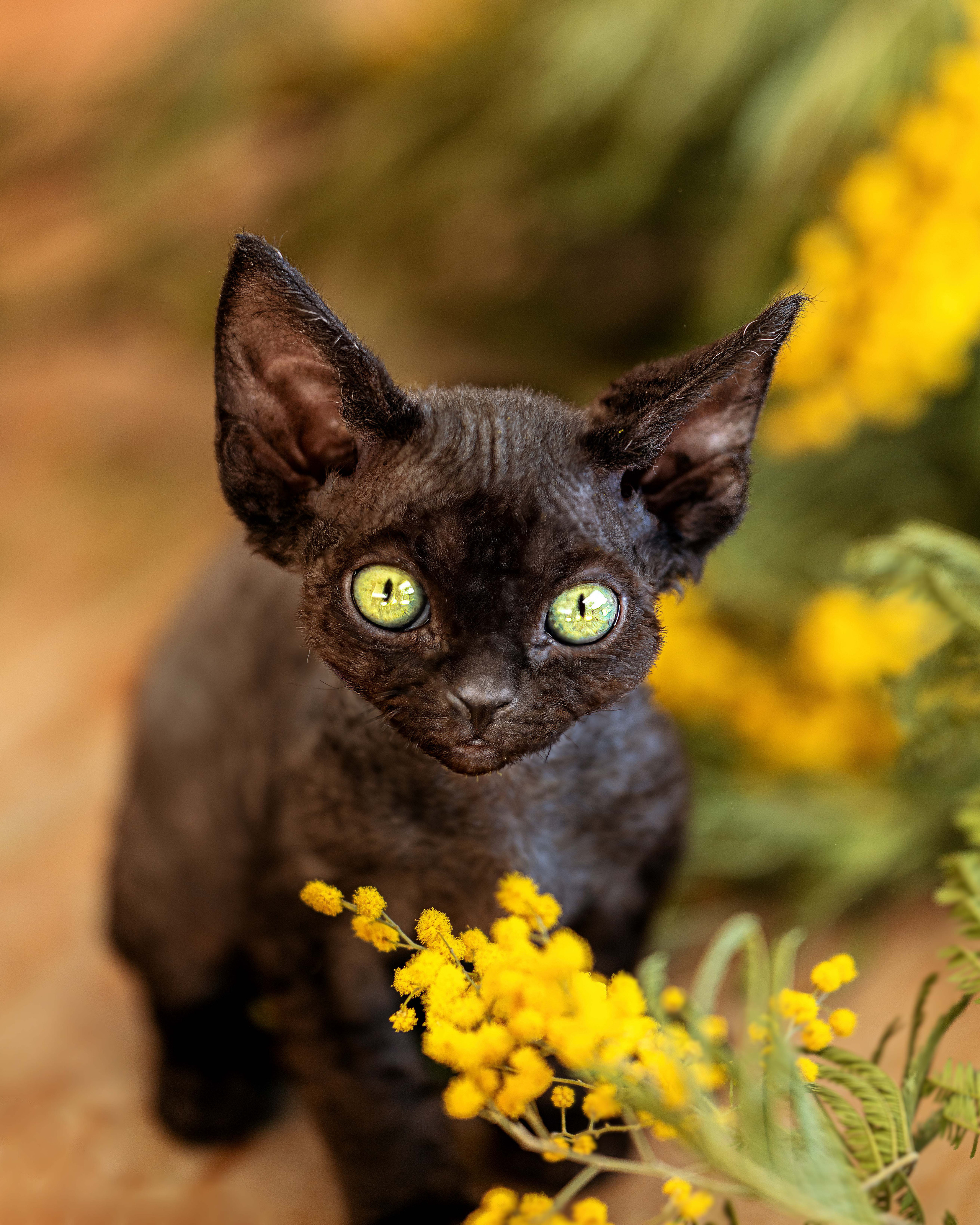 Animals photo session. Wedding-Family photographer, South of France–Paris, Valentina Acrement