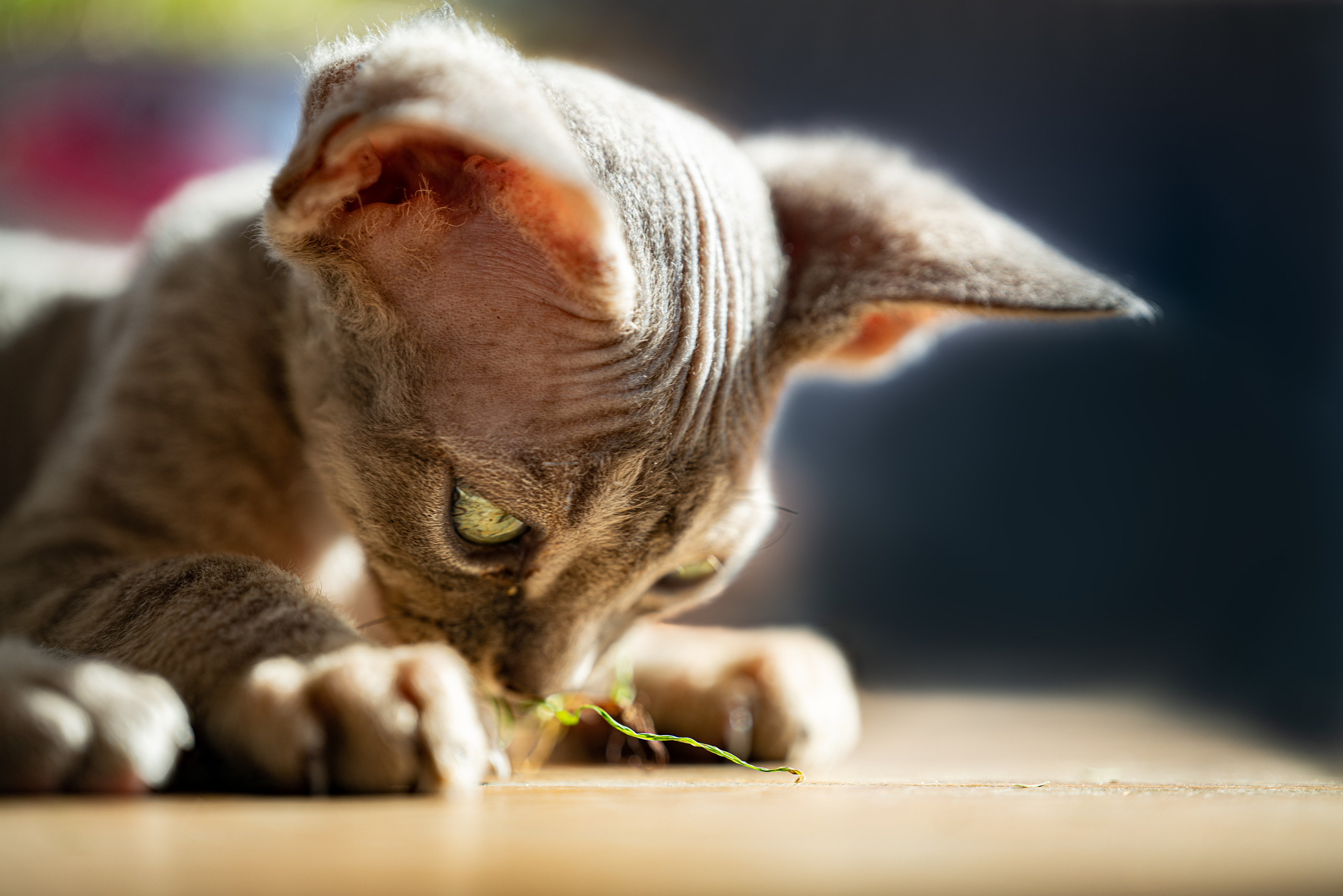 Animals photo session. Wedding-Family photographer, South of France–Paris, Valentina Acrement