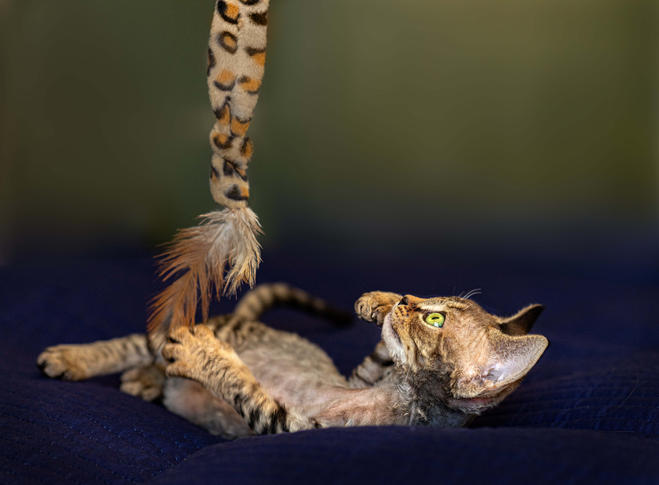Animals photo session. Wedding-Family photographer, South of France–Paris, Valentina Acrement