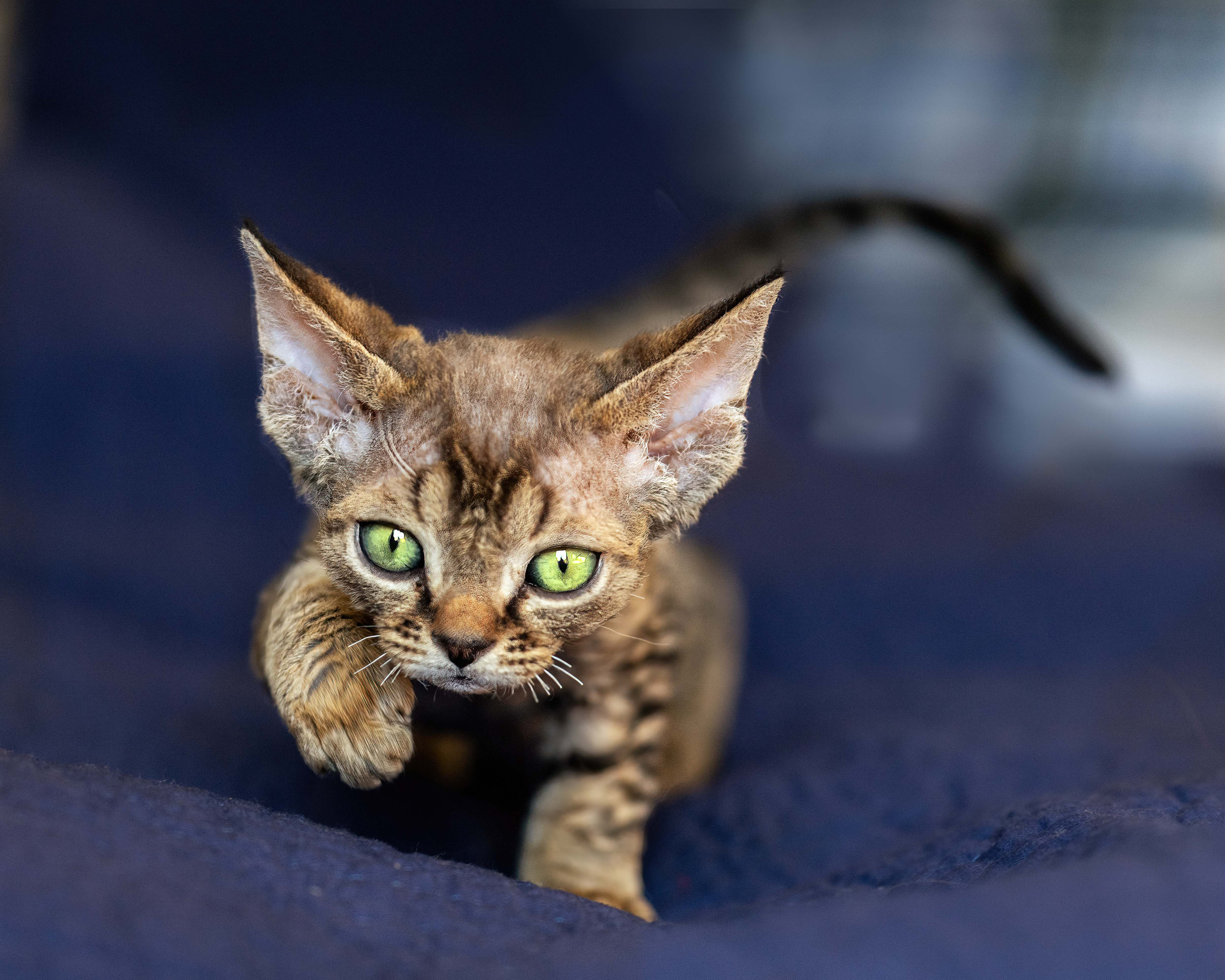 Animals photo session. Wedding-Family photographer, South of France–Paris, Valentina Acrement