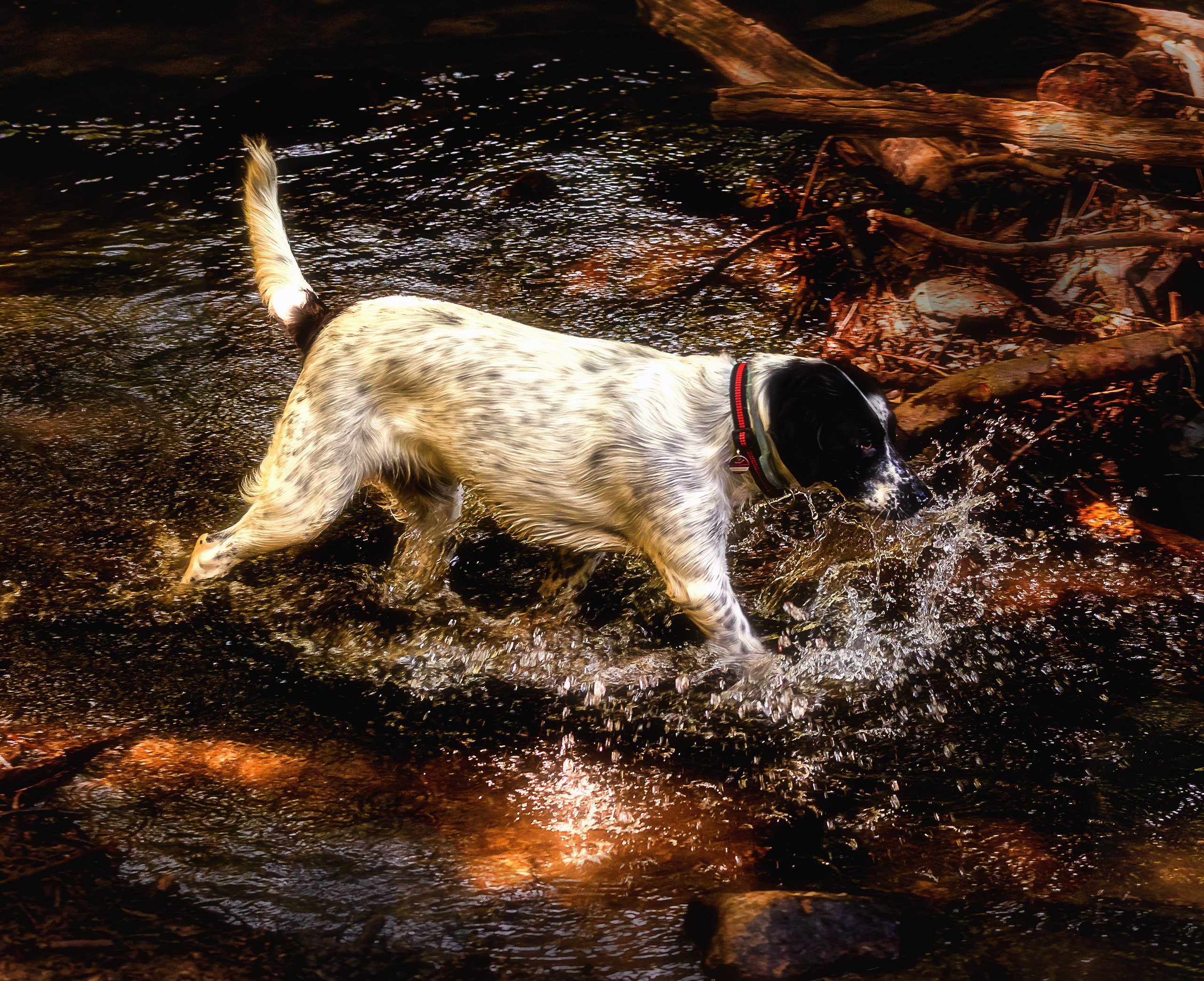 САБАКИ В ДВИЖЕНИИ. LUKIN IGOR Photography