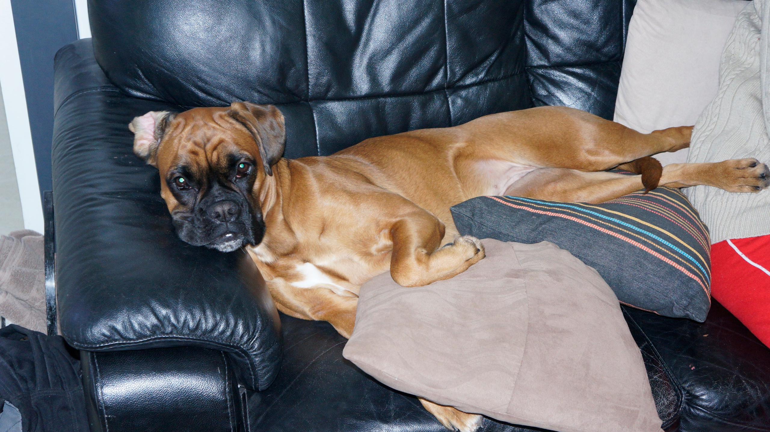 My ״Star״ Boxer Dog