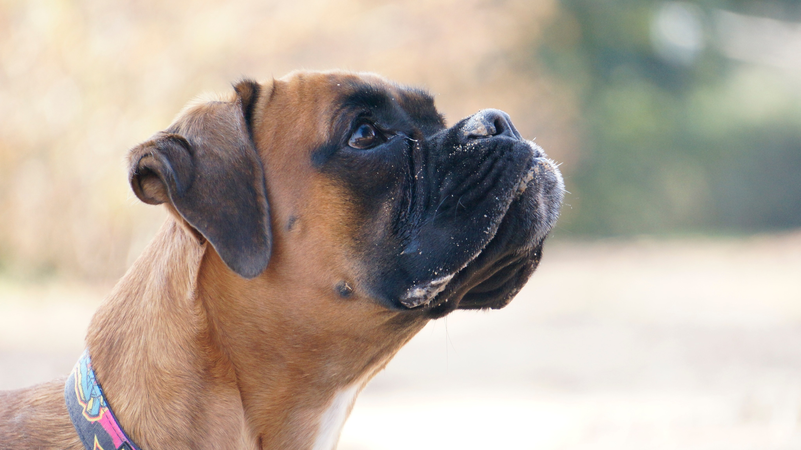 My ״Star״ Boxer Dog