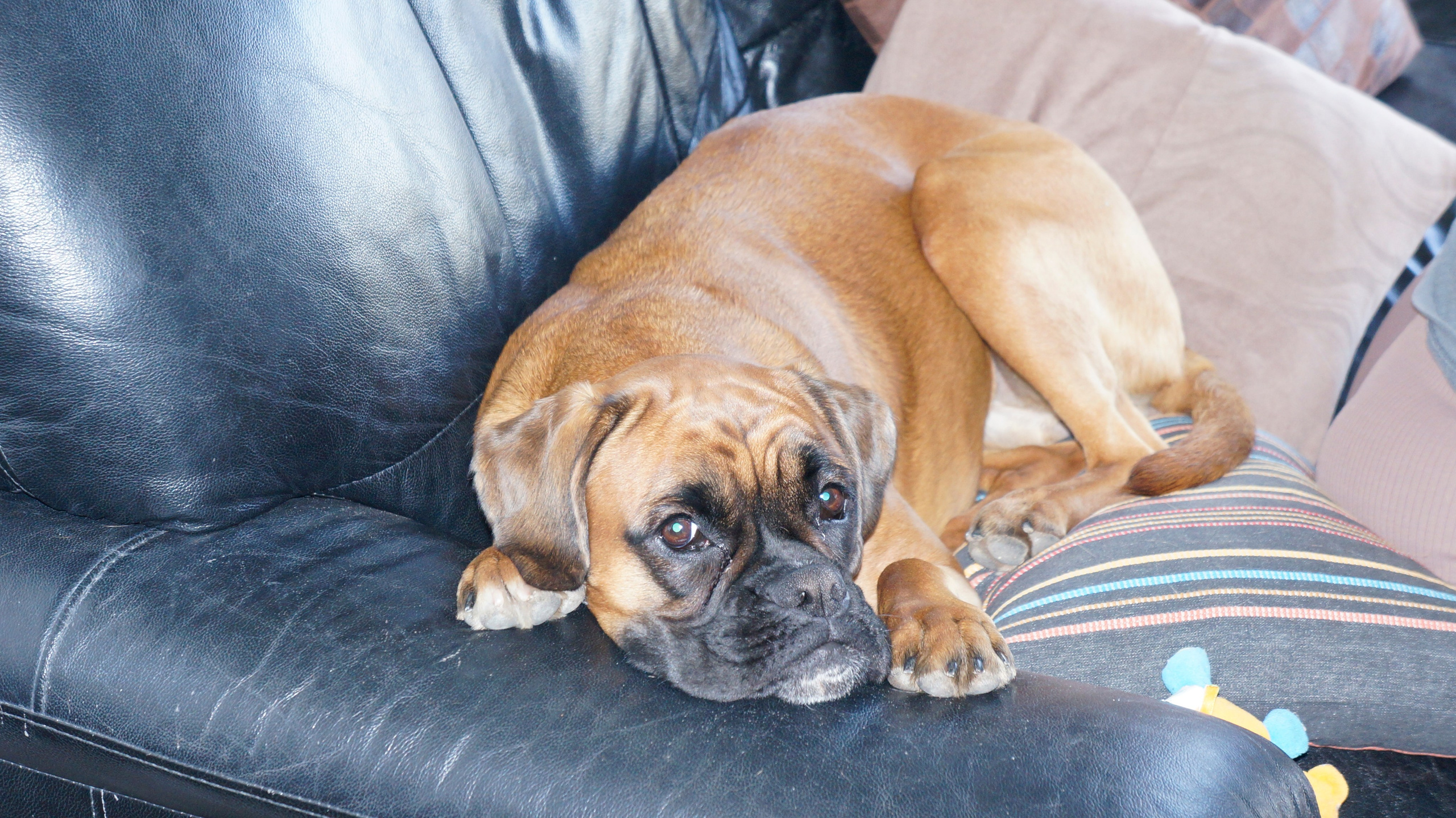 My ״Star״ Boxer Dog