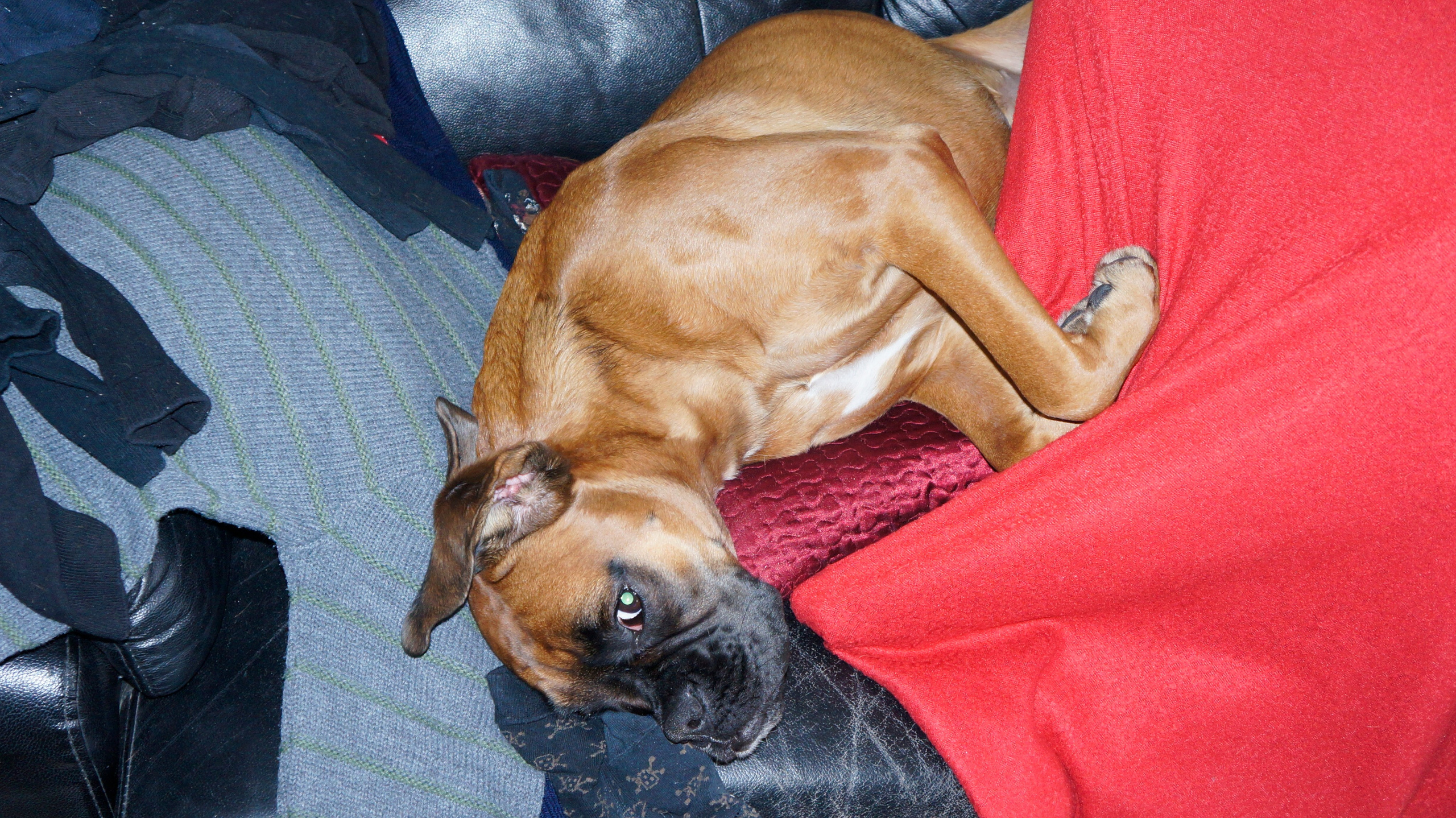 My ״Star״ Boxer Dog