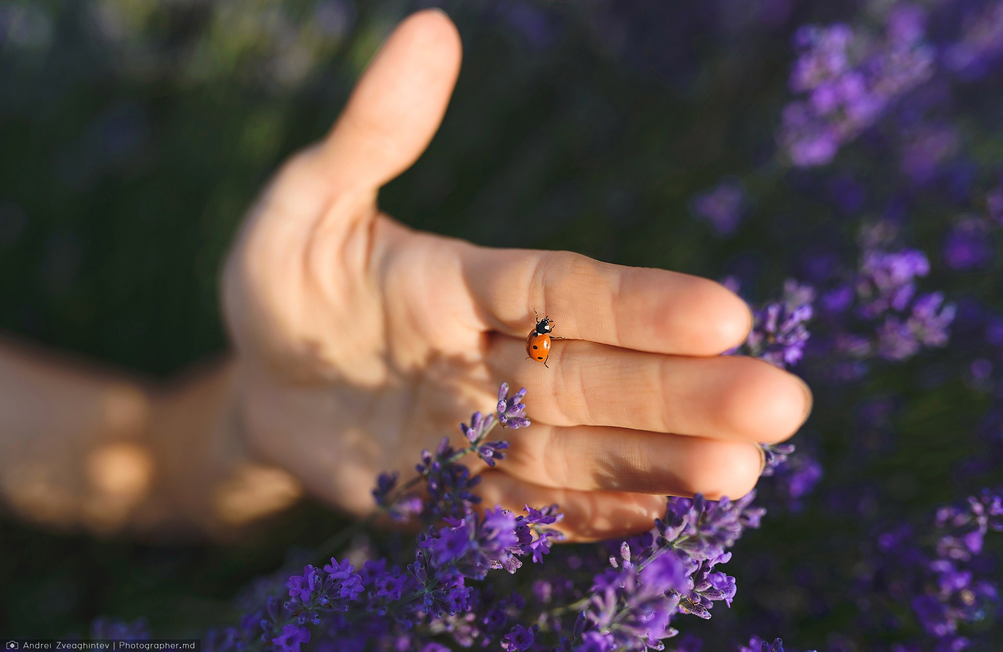 Family photosession in lavender in Moldova — family and wedding photographer Andrei Zveaghintev. Wedding and family photographer in Moldova, Chisinau— Andrei Zveaghintev